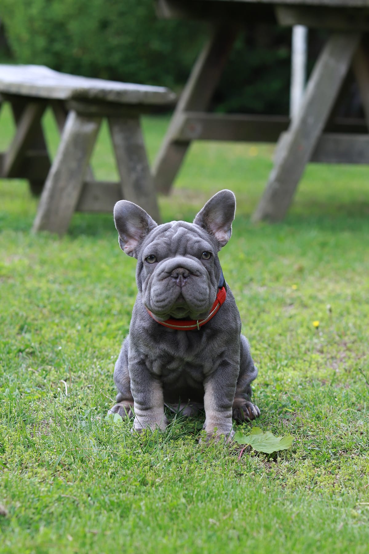 RALF – French Bulldog puppy for sale in Greenport, NY