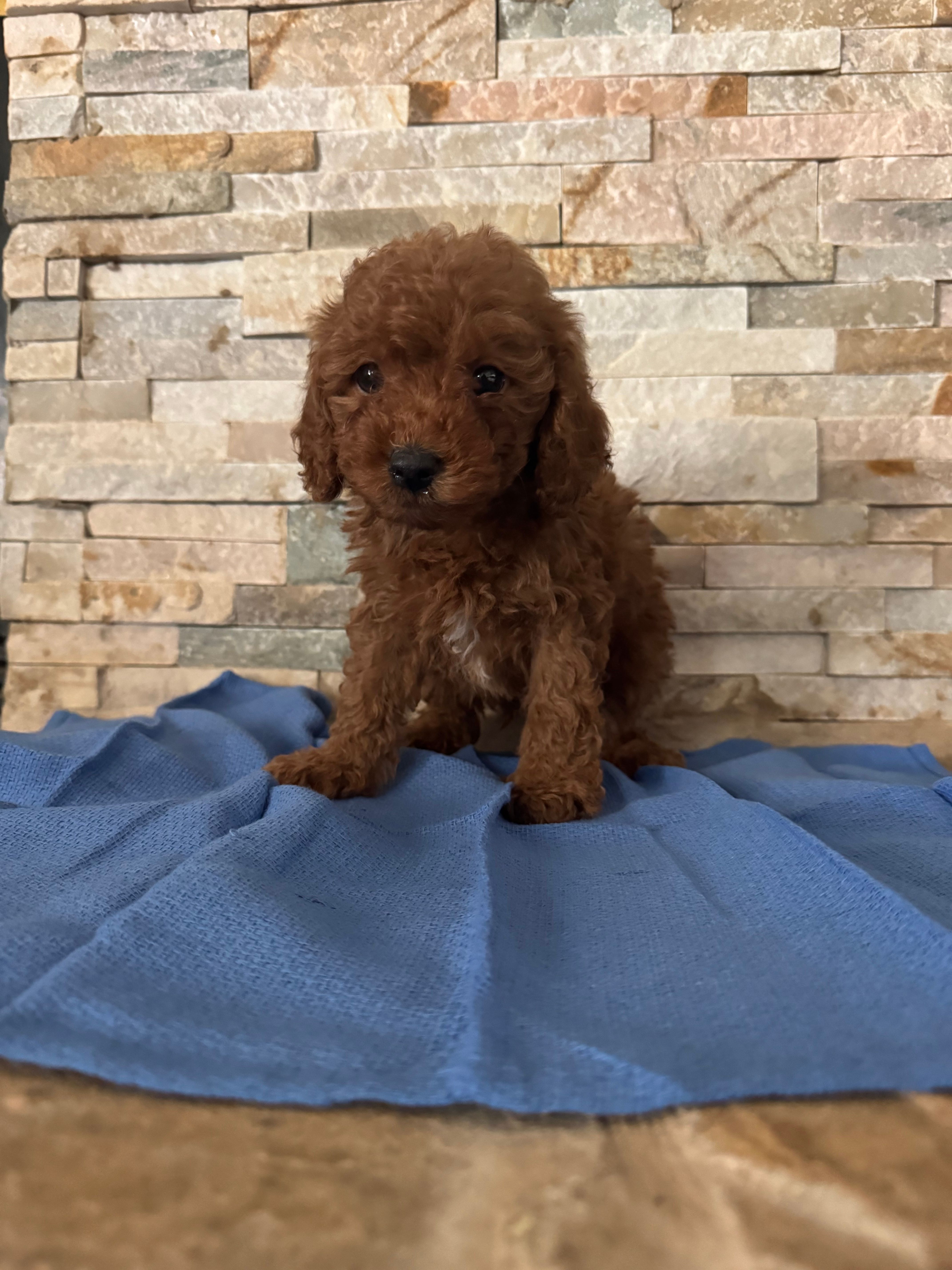 Henry – Poodle - Toy  puppy for sale in Sacramento, CA