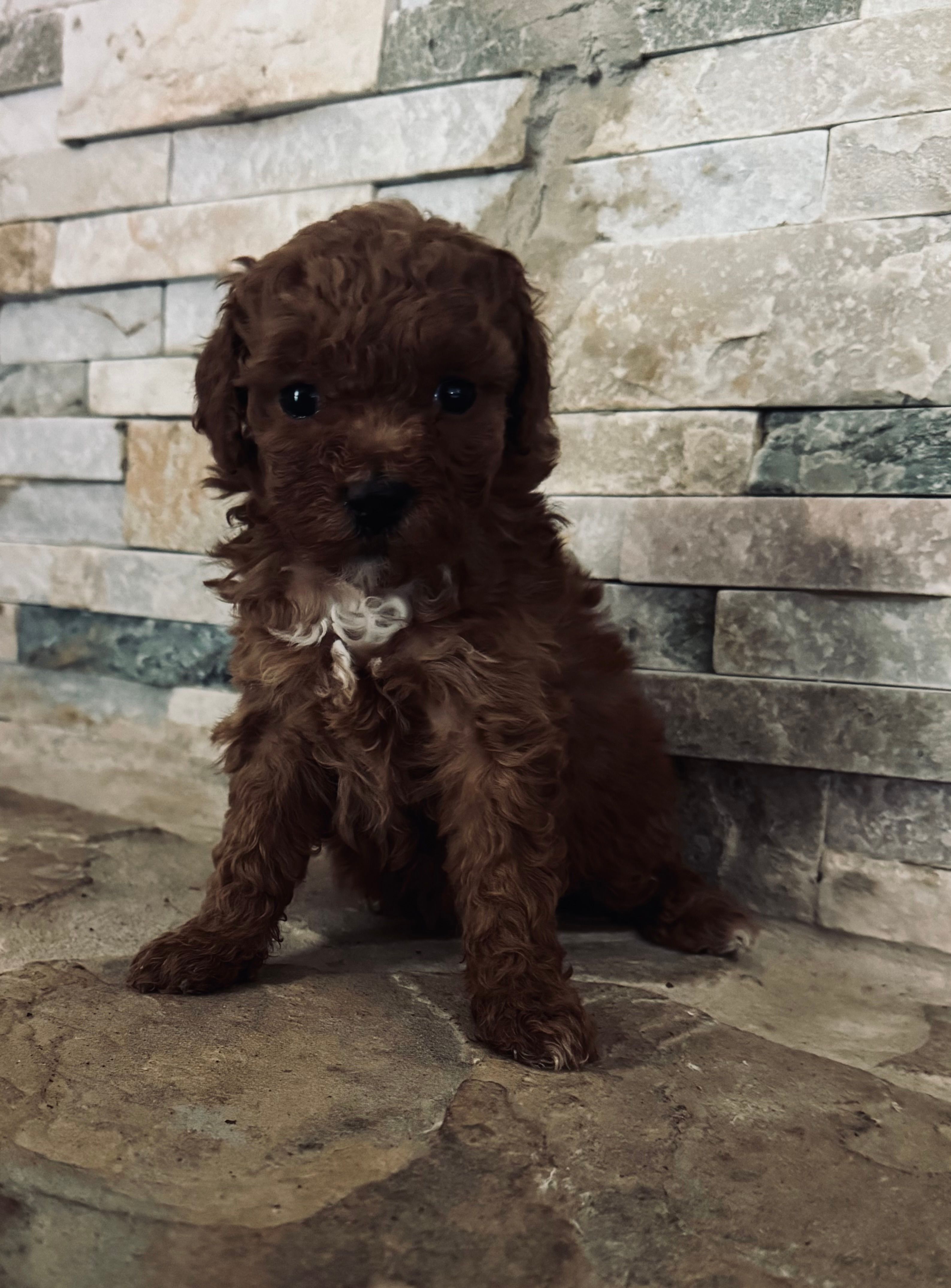 Hazel – Poodle - Toy  puppy for sale in Sacramento, CA