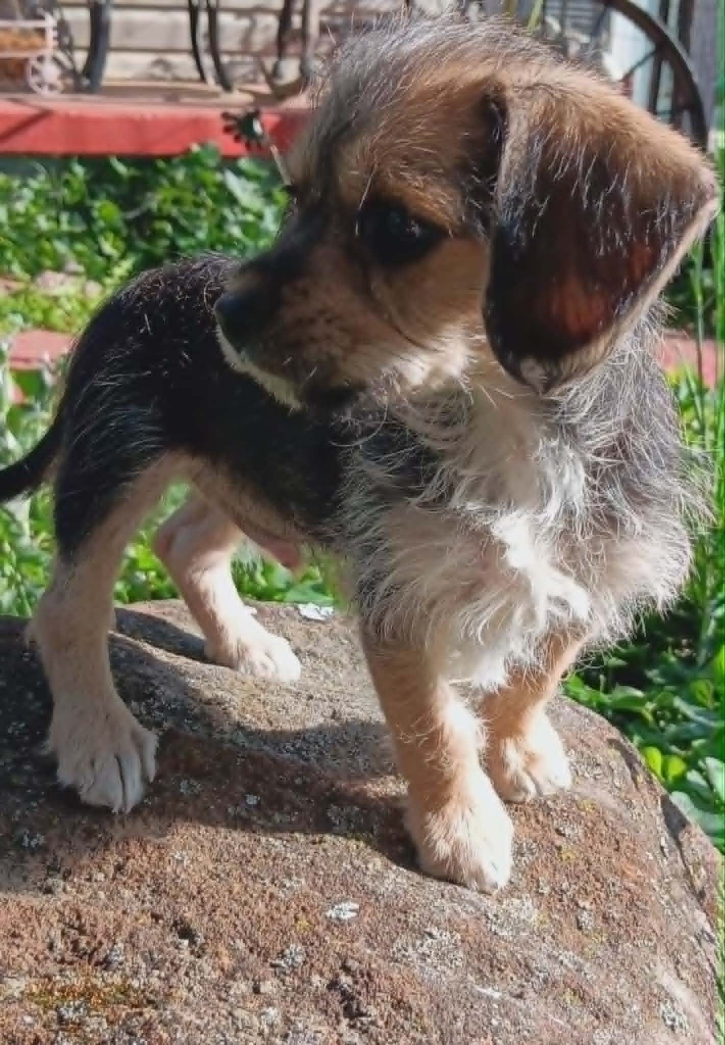 Tucker – Yorkipoo puppy for sale in Richmond City, VA
