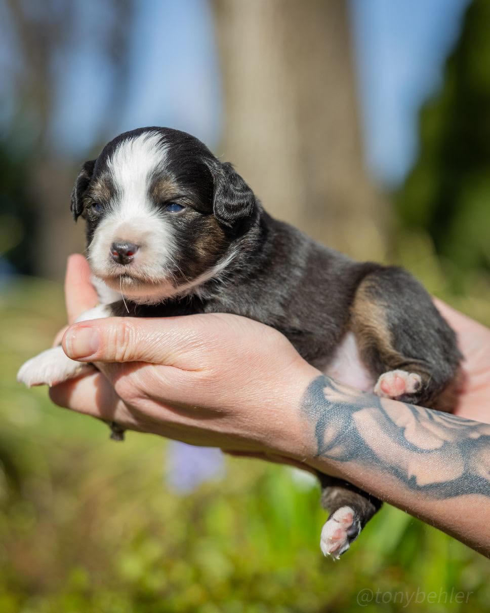 Clover – Miniature Australian Shepherd puppy for sale in Grants Pass, OR
