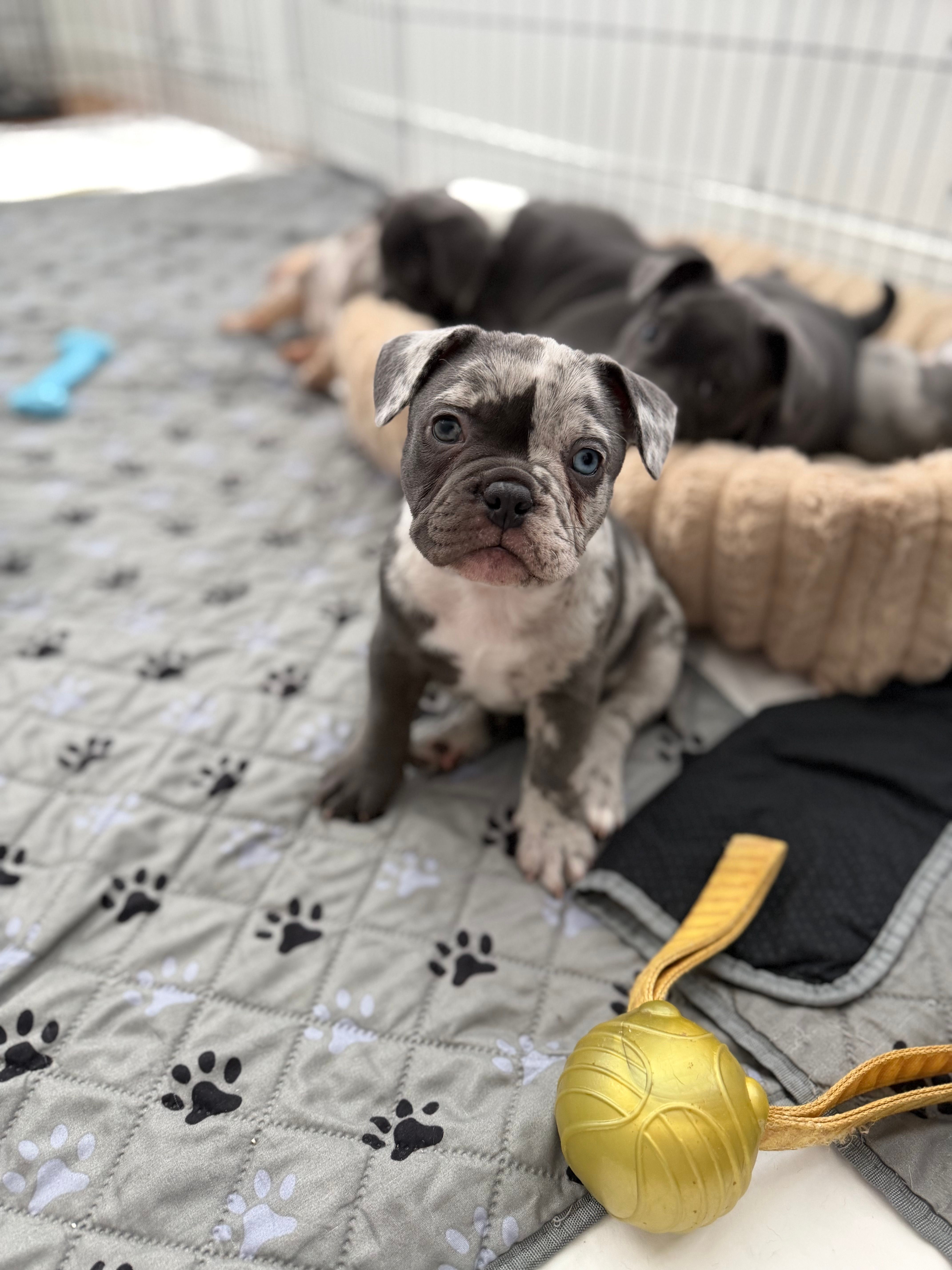 Denim – French Bulldog, American Bully puppy for sale in Houston, TX