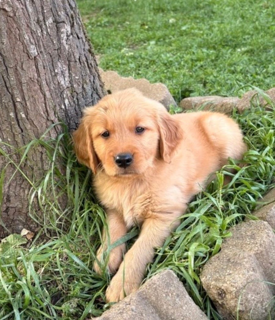 Aqua Collar  – Golden Retriever puppy for sale in Vancouver, WA