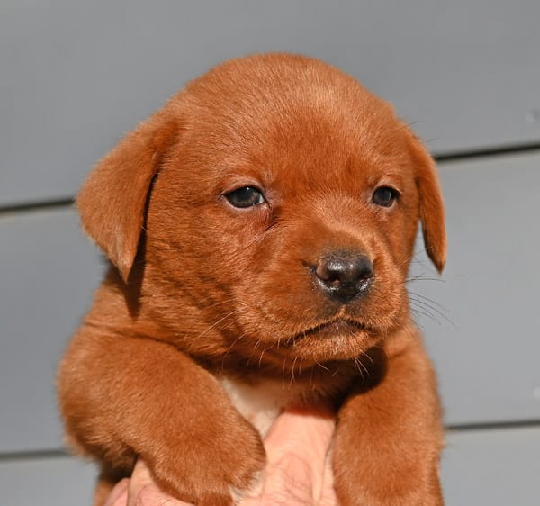 Fox red male 482 – Labrador Retriever puppy for sale in Columbia Station, OH