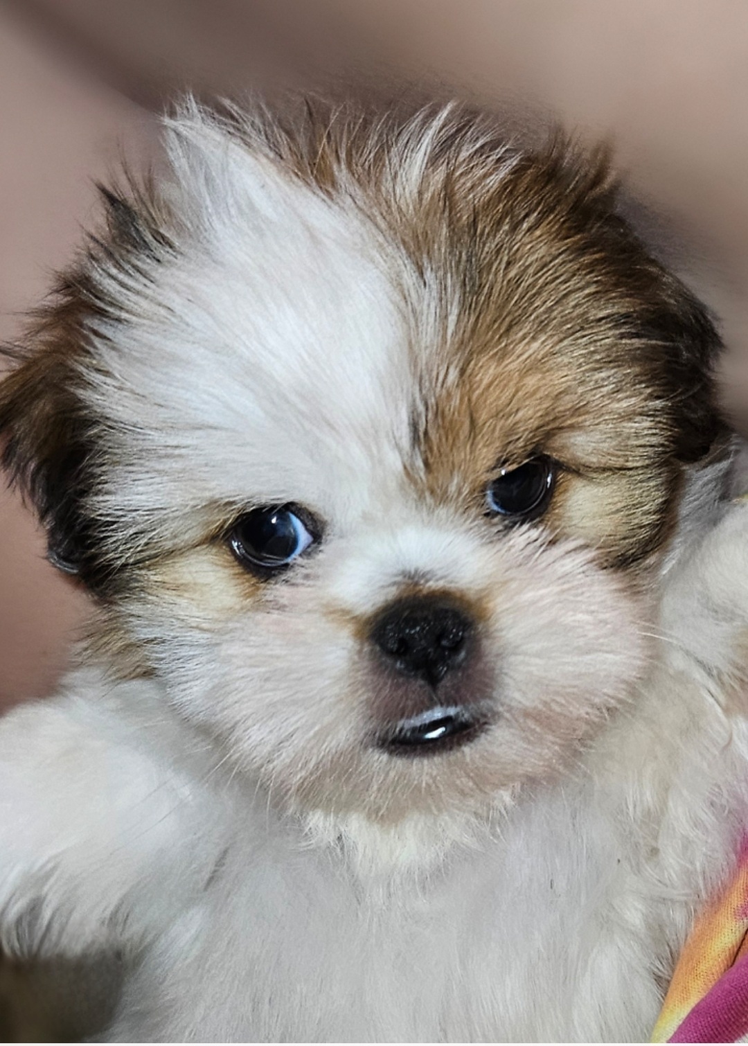 Johnnie – Maltese, Pekingese puppy for sale in King, NC