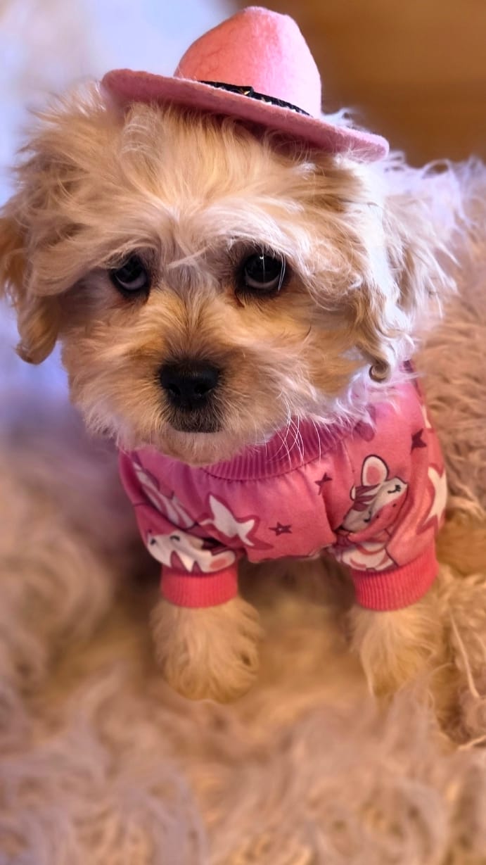 Black collar-(Jill) – Peekapoo puppy for sale in King, NC