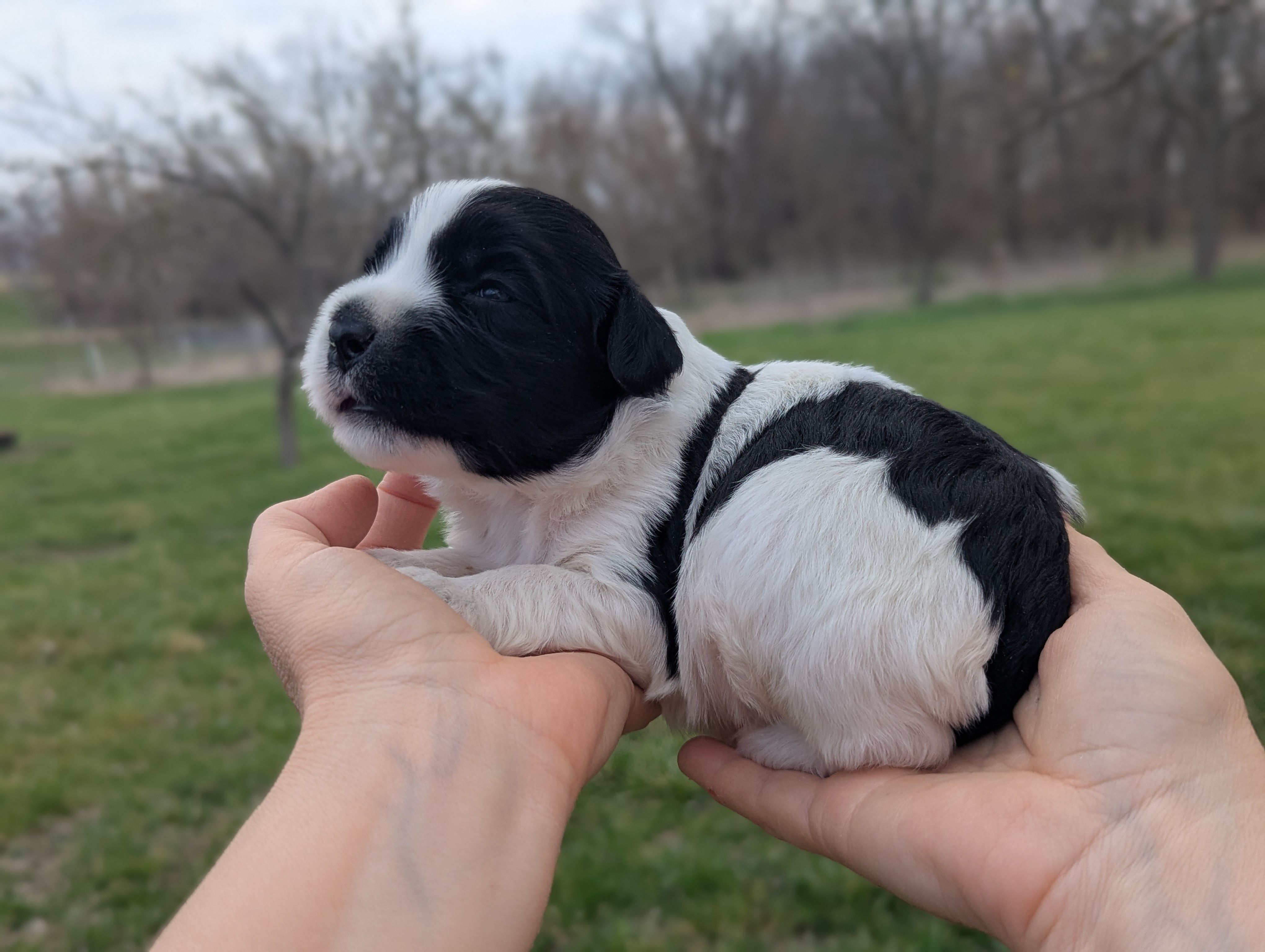 Theo - AKC - Portuguese water dog  – Portuguese Water Dog puppy for sale in Kingston, MO