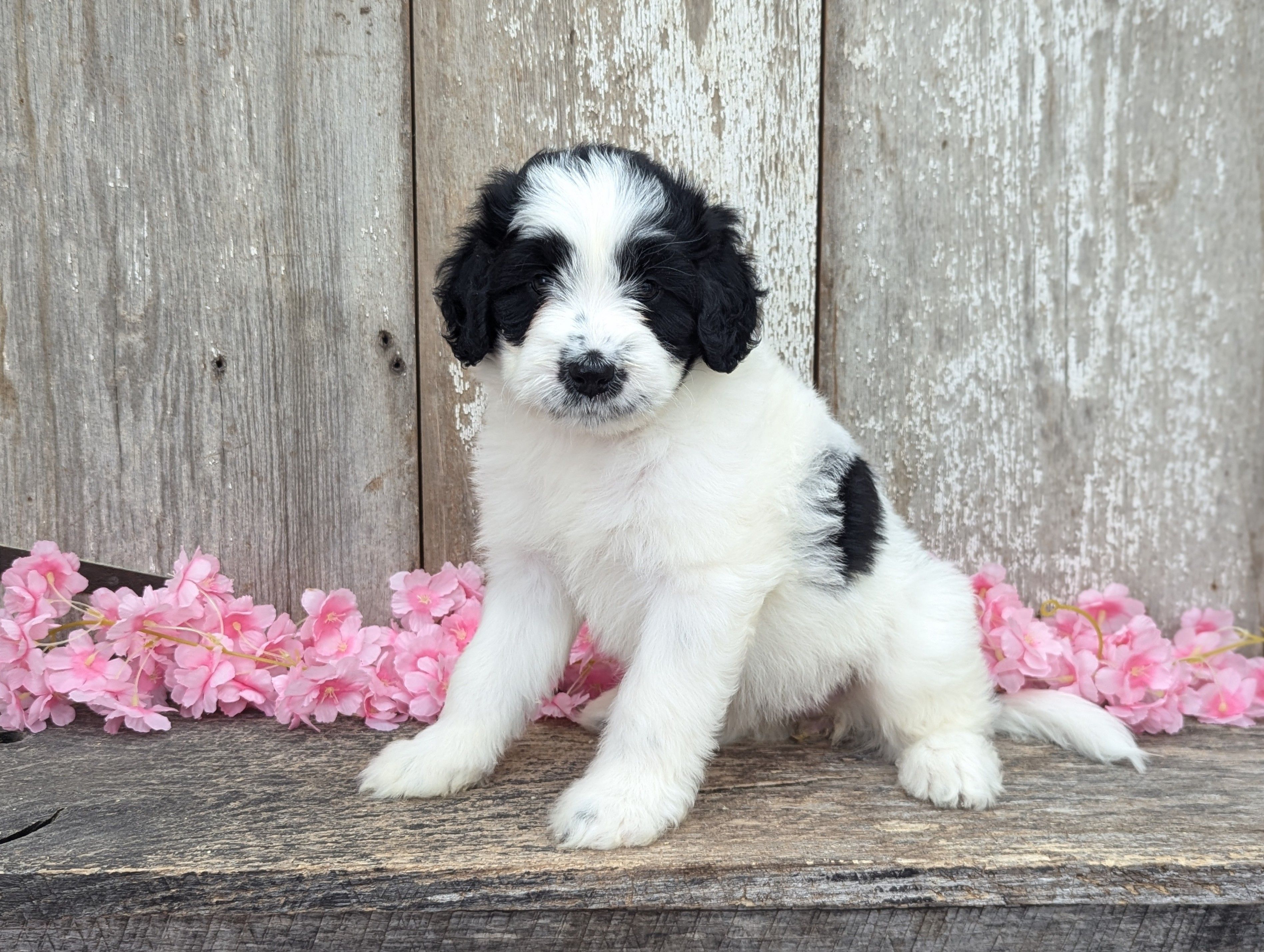 Ulla - AKC - Portuguese water dog  – Portuguese Water Dog puppy for sale in Kingston, MO