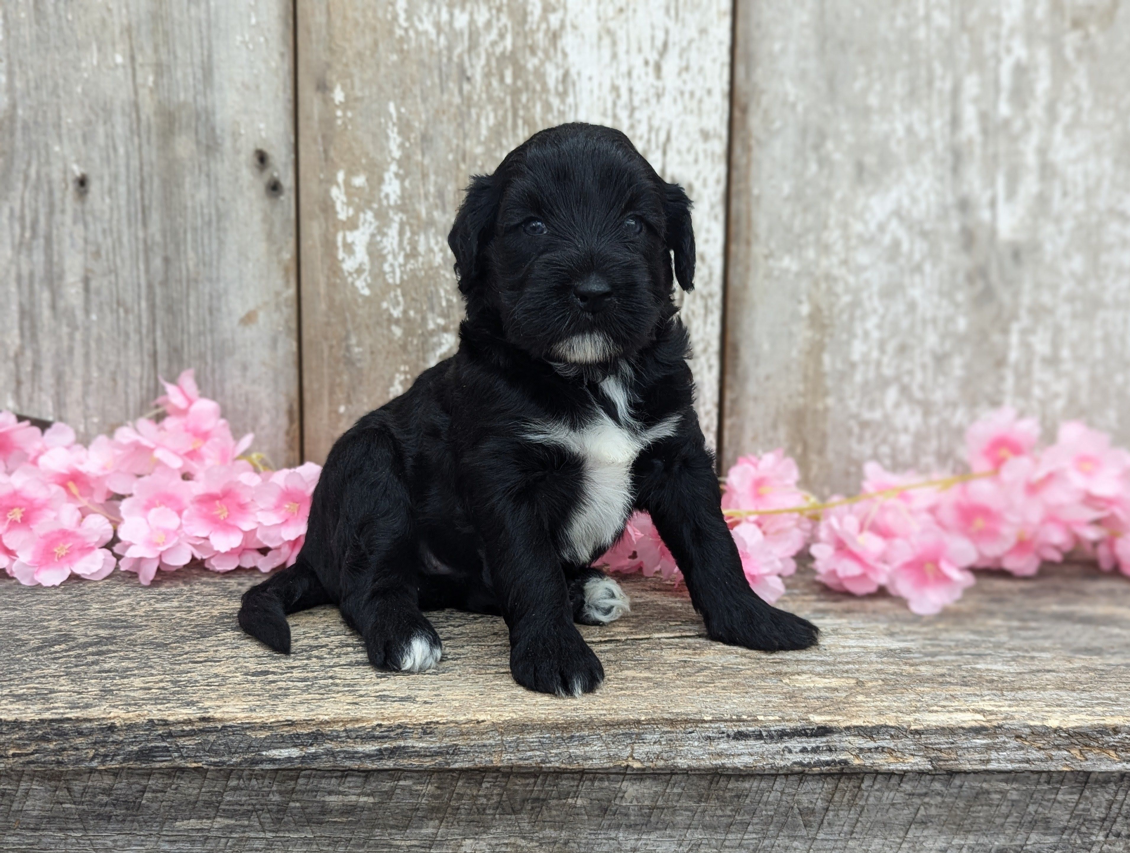 Una - AKC - Portuguese water dog  – Portuguese Water Dog puppy for sale in Kingston, MO
