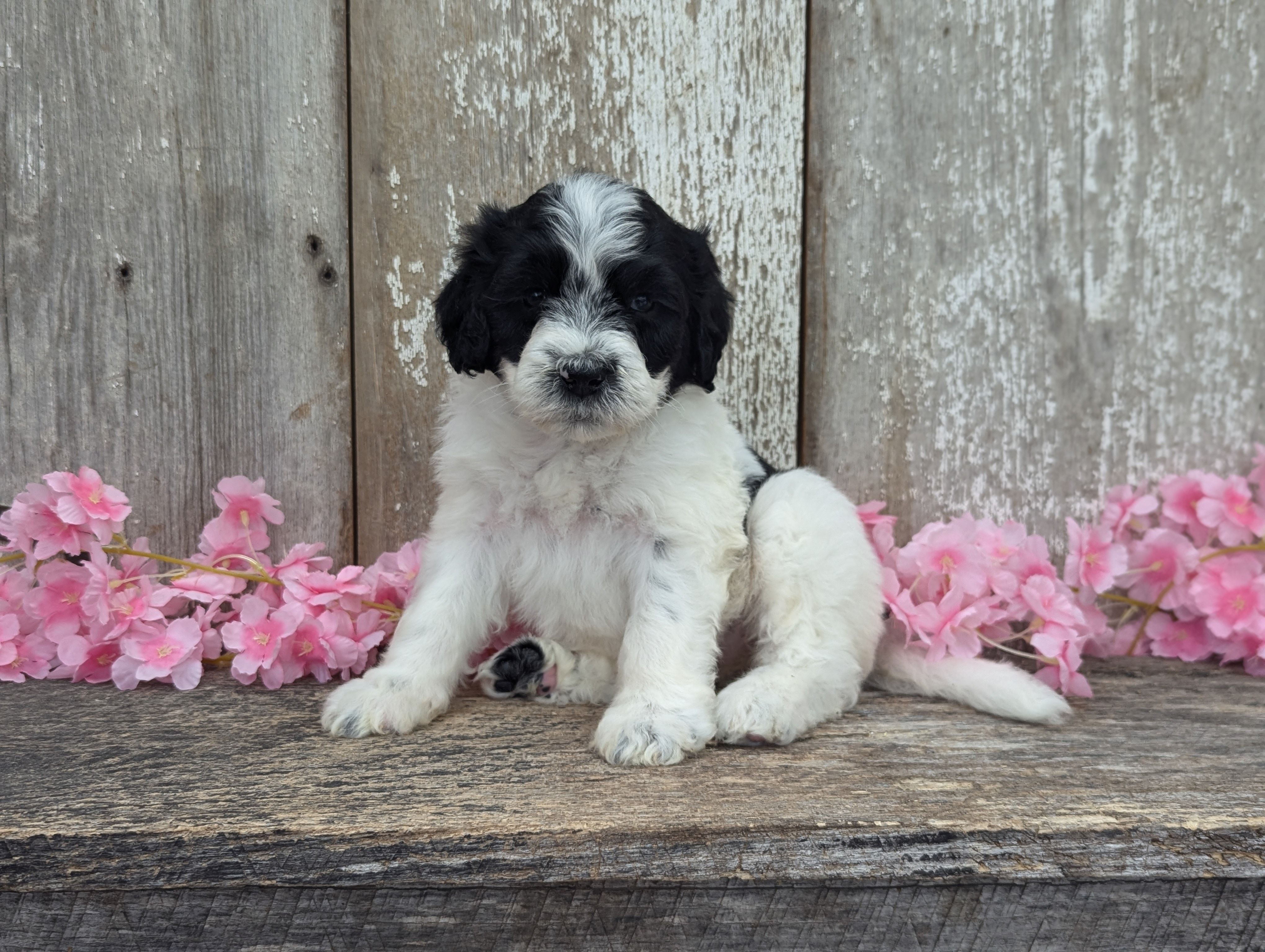 Tiny - AKC - Portuguese water dog  – Portuguese Water Dog puppy for sale in Kingston, MO