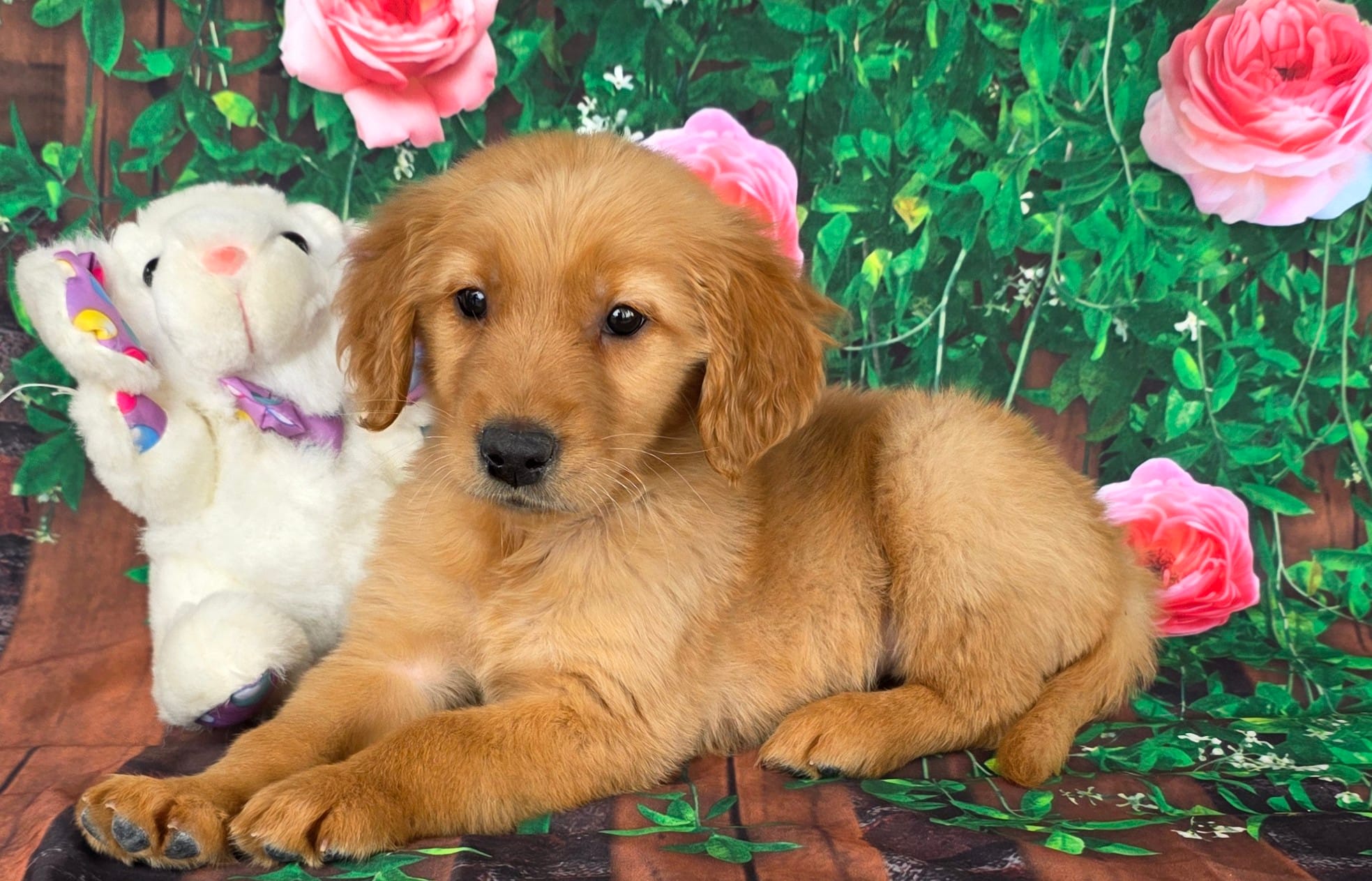 Tiffany  – Golden Retriever puppy for sale in Grabill, IN