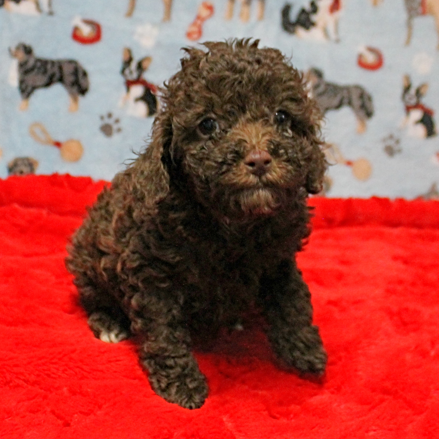 Patsy's Chocolate & Tan Male 5