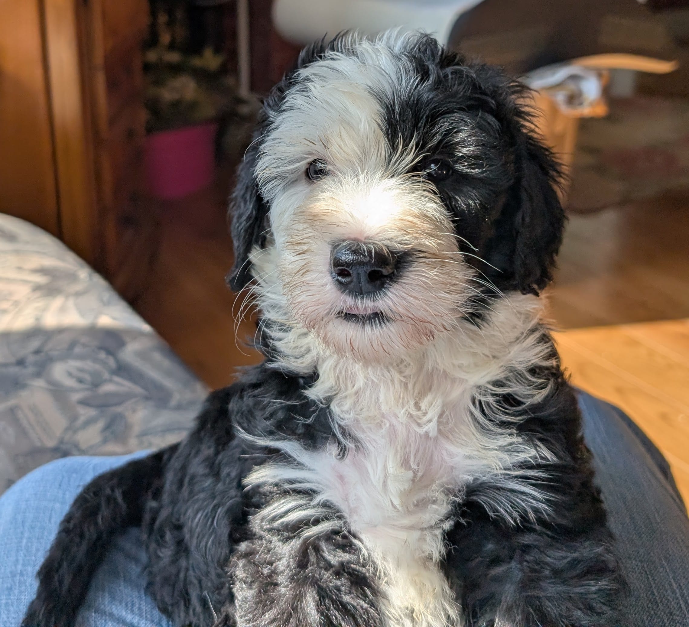 Lucy – Sheepadoodle puppy for sale in Endicott, NY