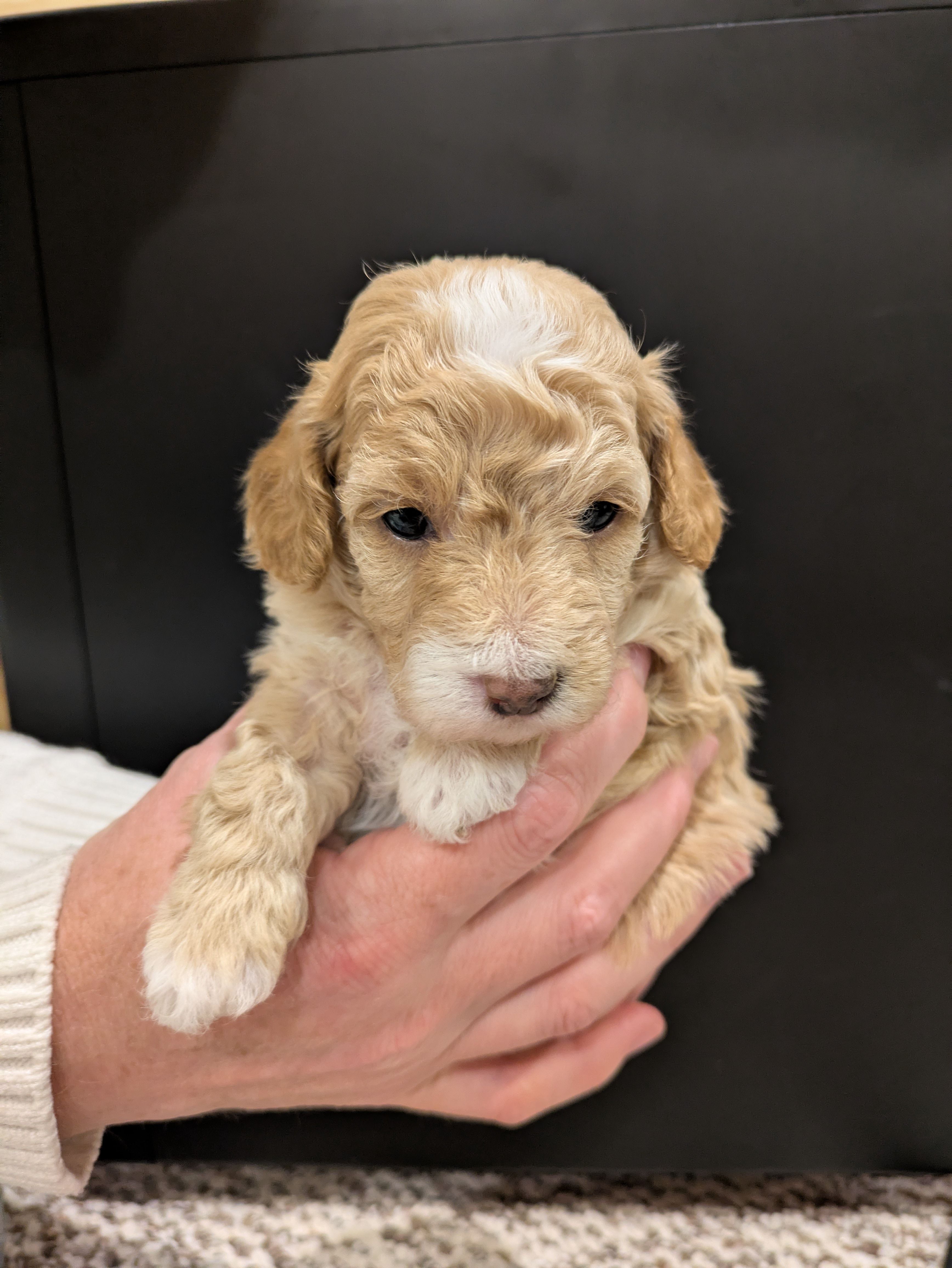 Mia – Poodle - Toy  puppy for sale in Bedford, PA