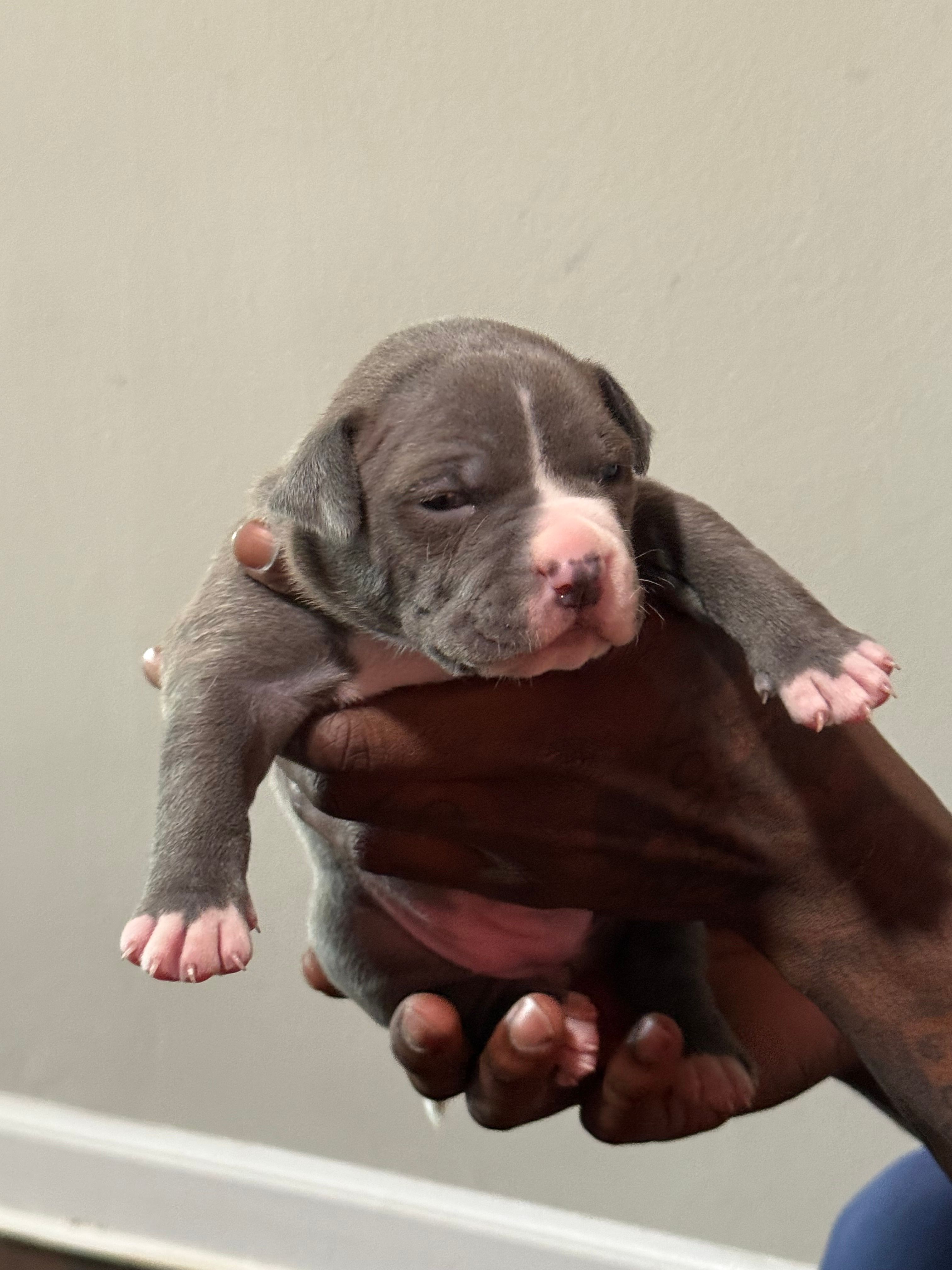 Stormie – American Bully puppy for sale in Hartford, CT