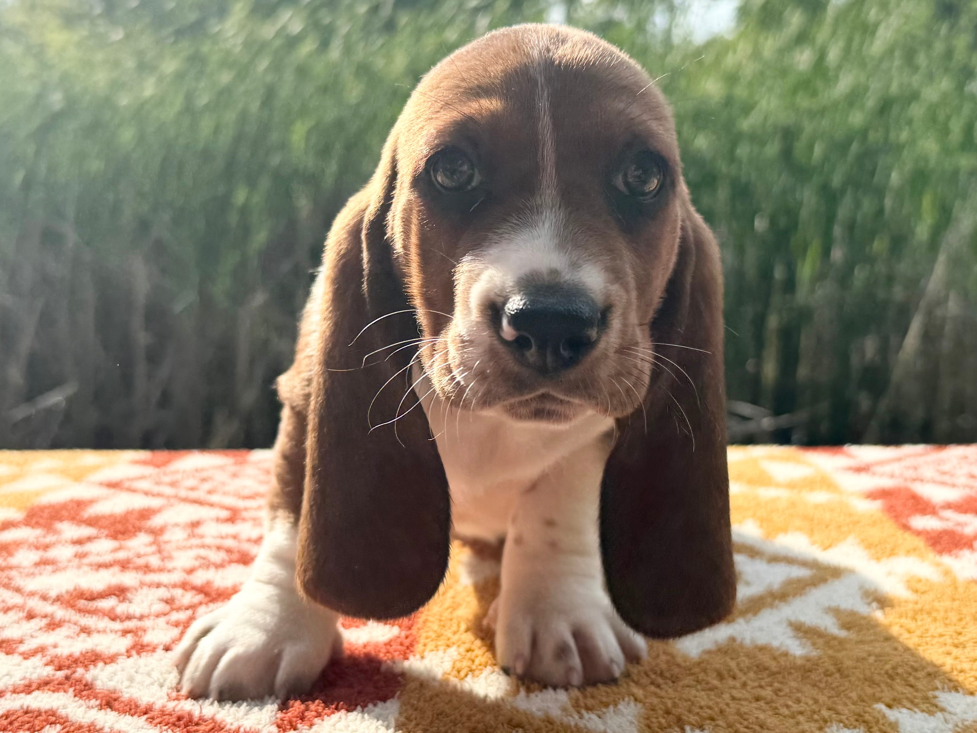 Blossom  – Basset Hound puppy for sale in Winchester, OH