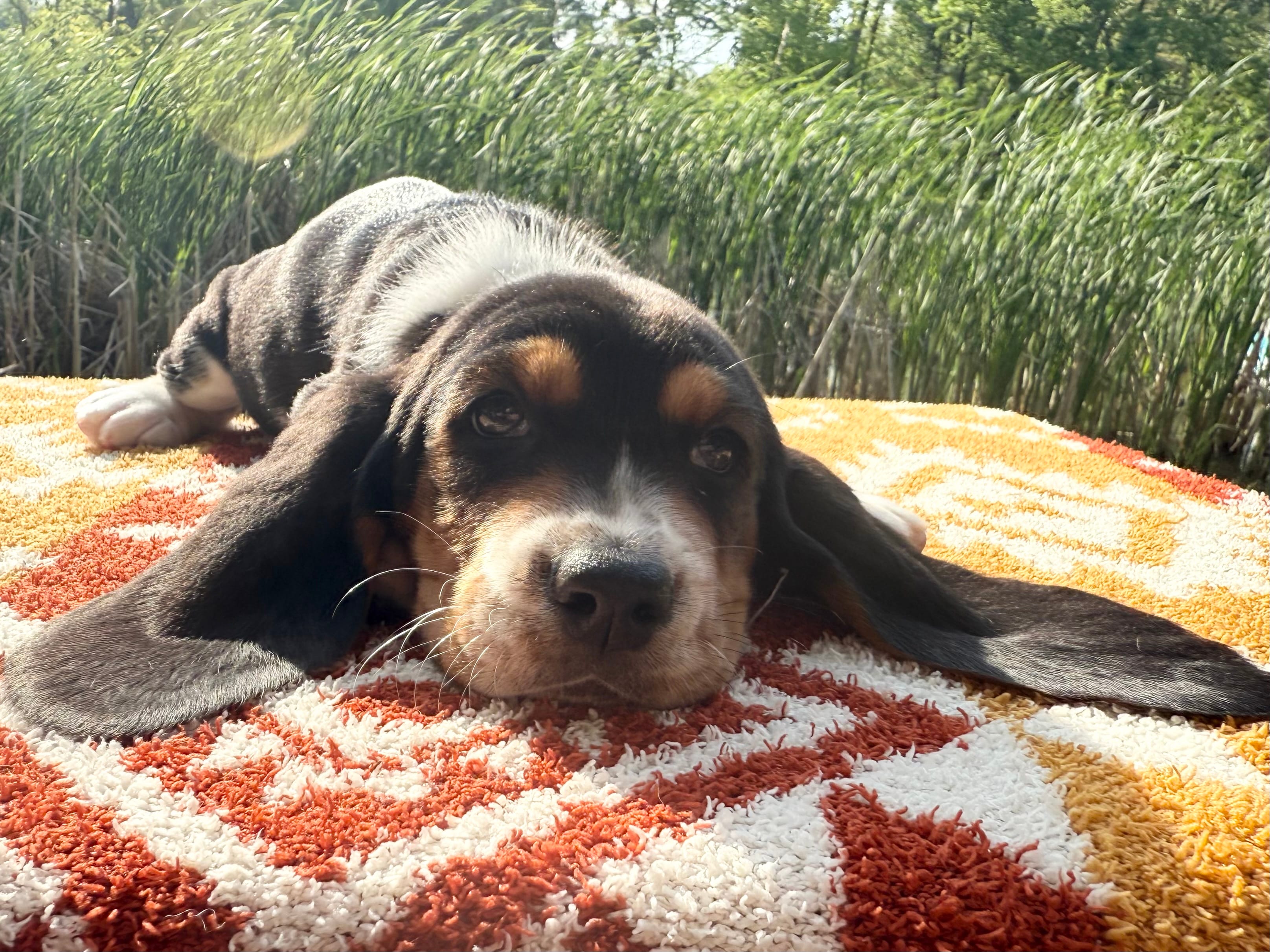 Matey – Basset Hound puppy for sale in Winchester, OH