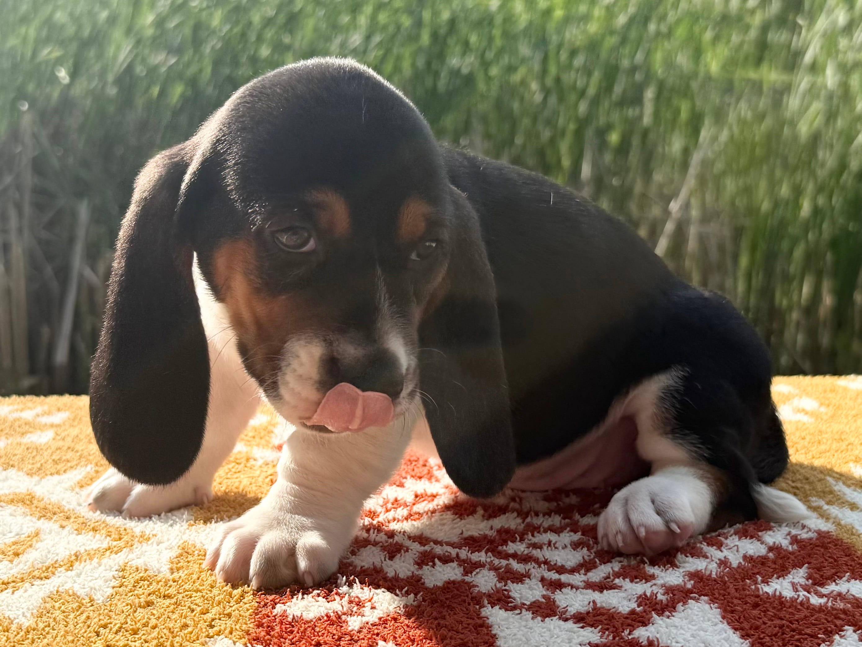 Skipper – Basset Hound puppy for sale in Winchester, OH