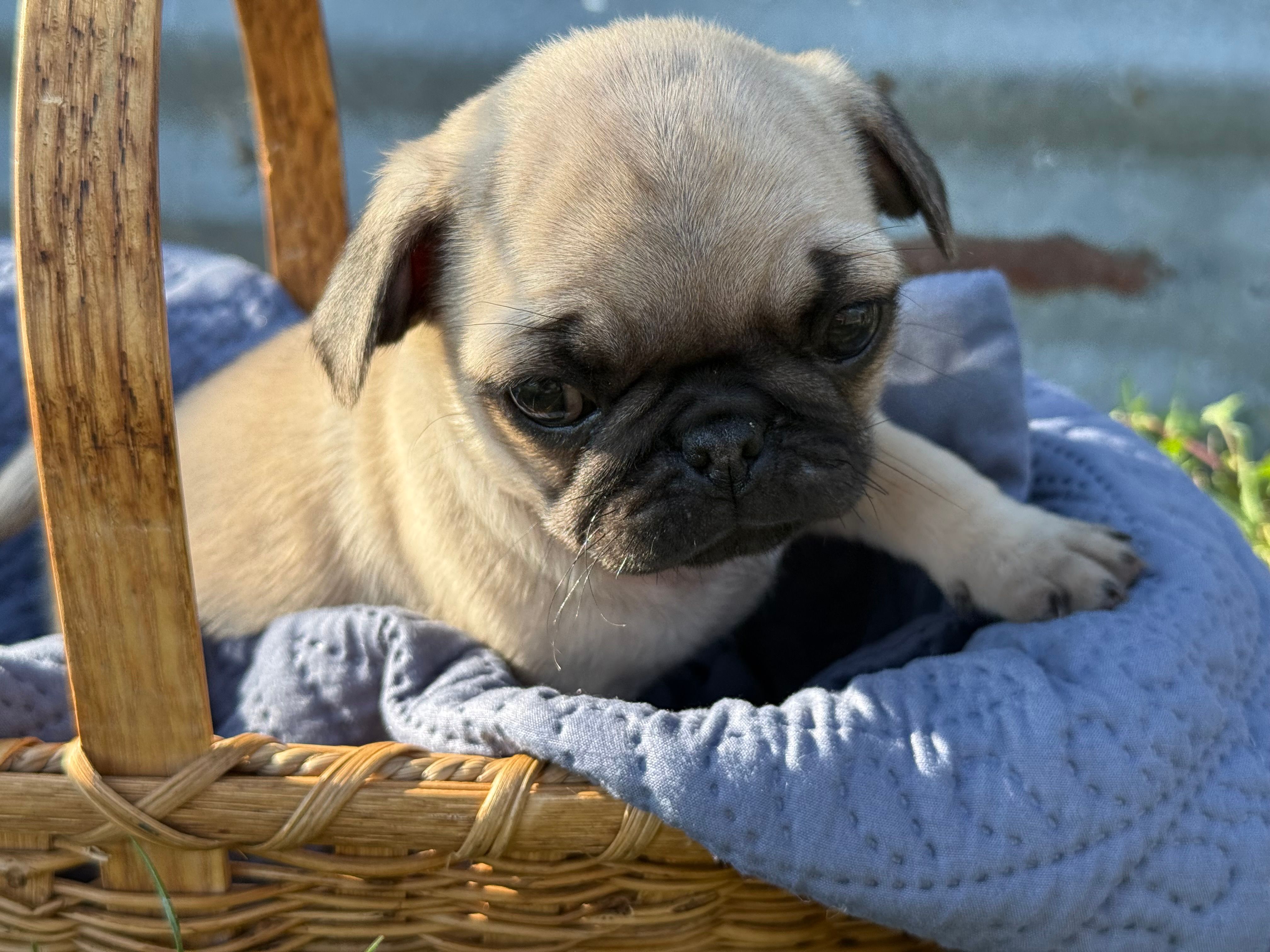 Rufus – Pug puppy for sale in Waco, TX