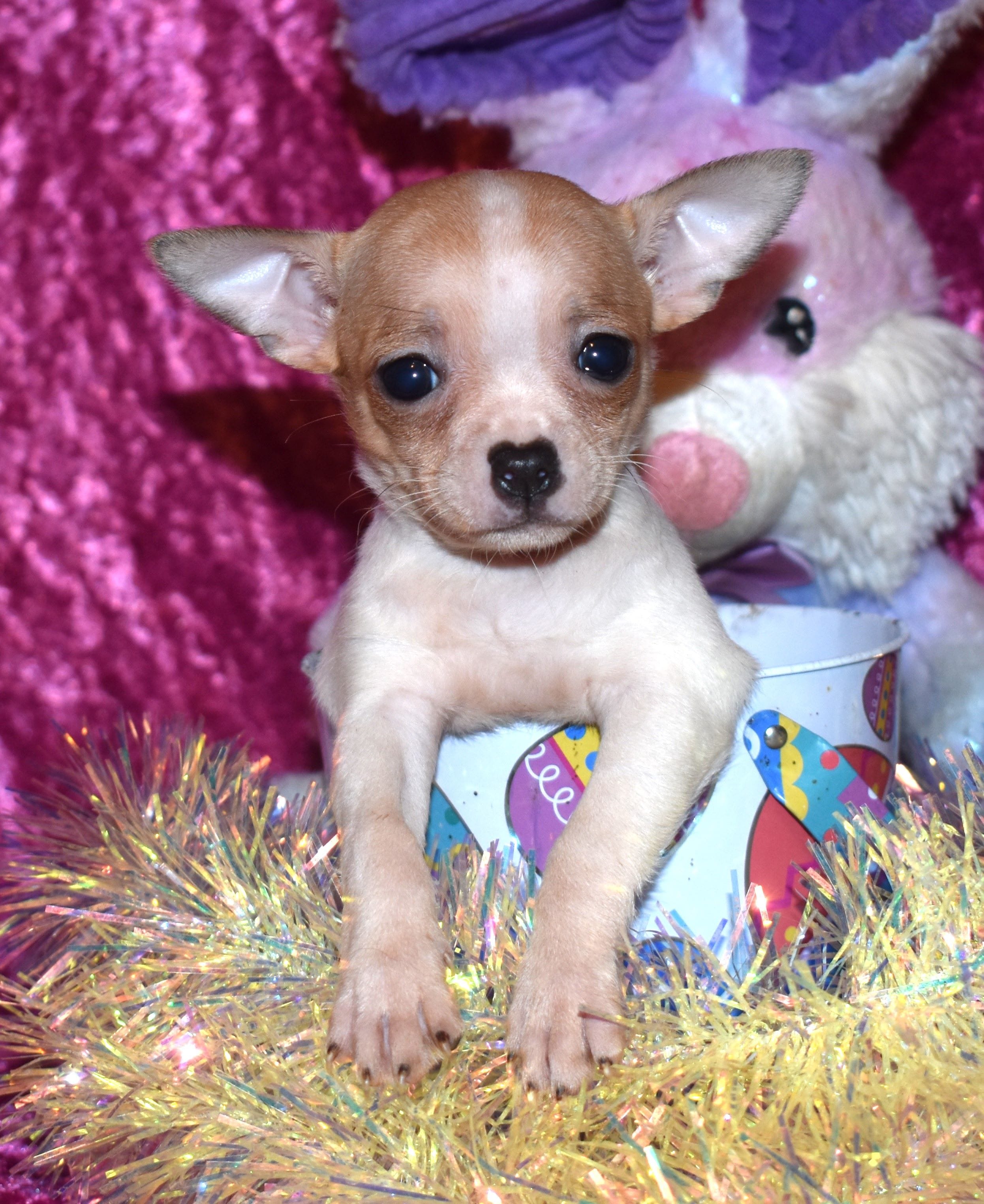 GiGi – Chihuahua puppy for sale in Goldsboro, NC