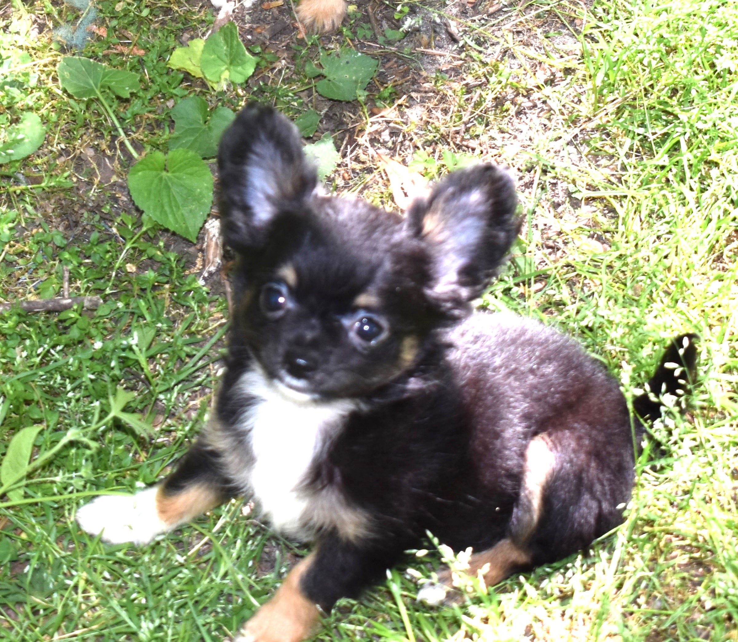 Phoebe – Chihuahua puppy for sale in Goldsboro, NC