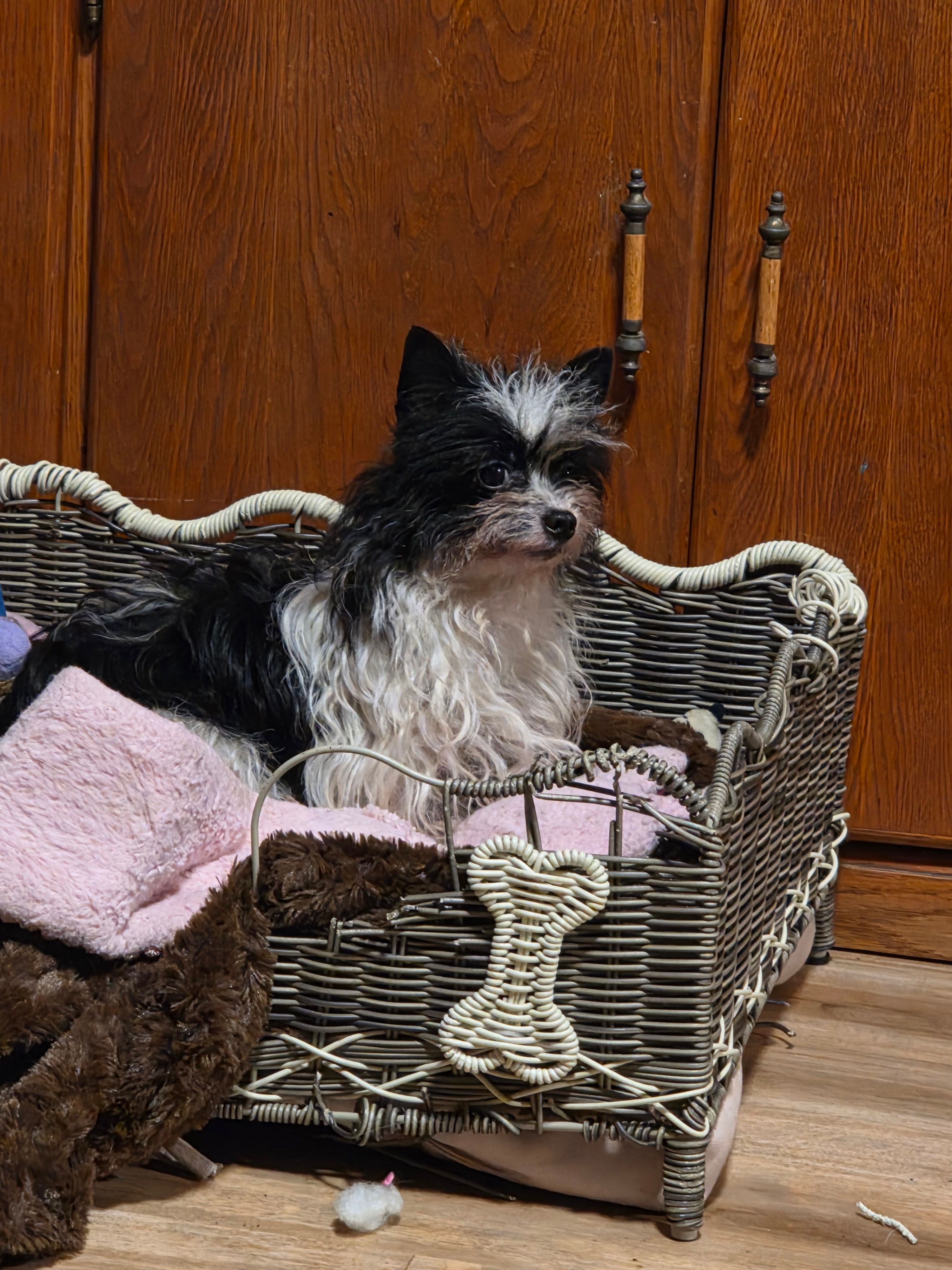 Lu Lu – Yorkipoo puppy for sale in Blaine, WA