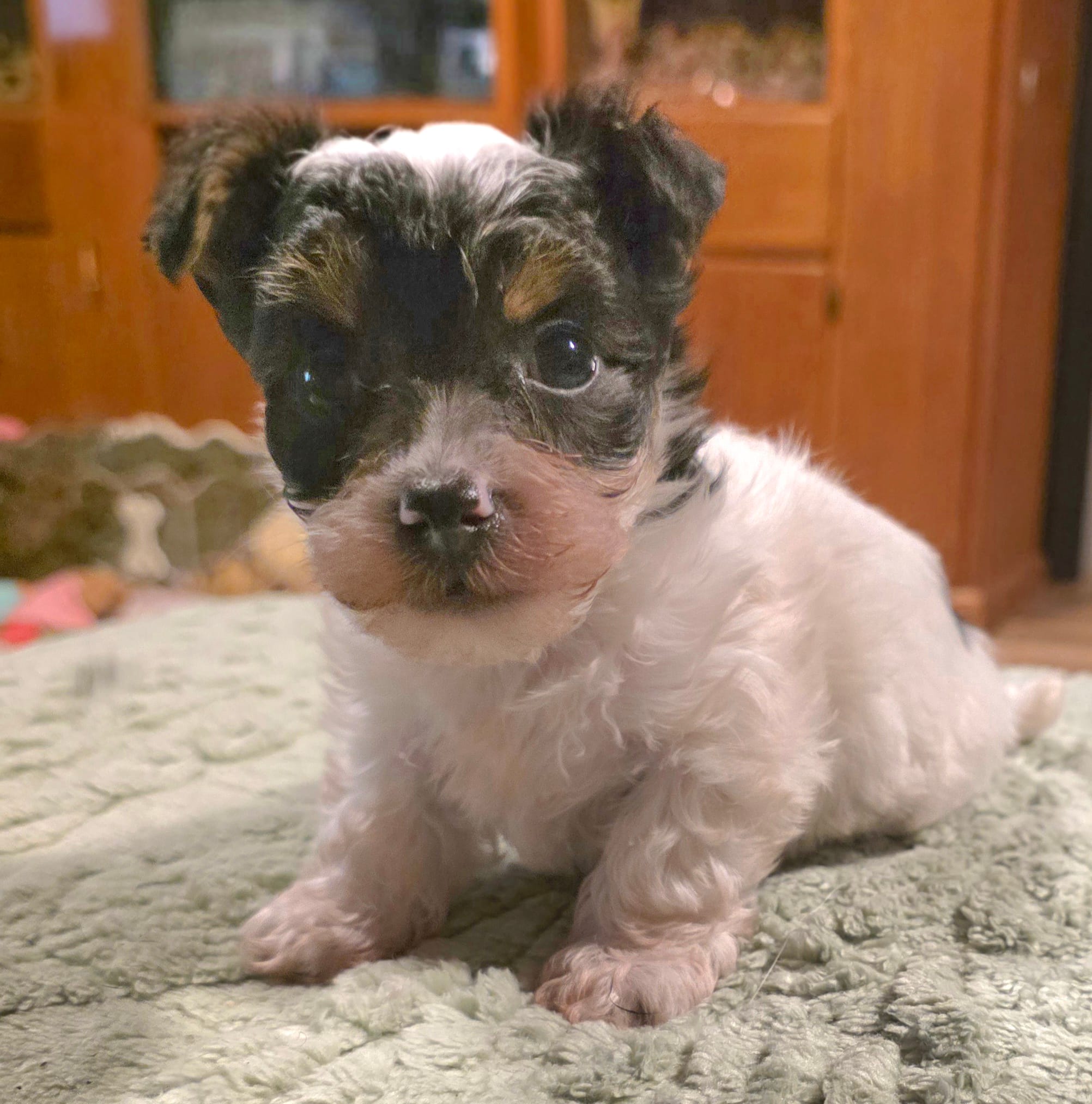 Oliver – Yorkipoo puppy for sale in Blaine, WA