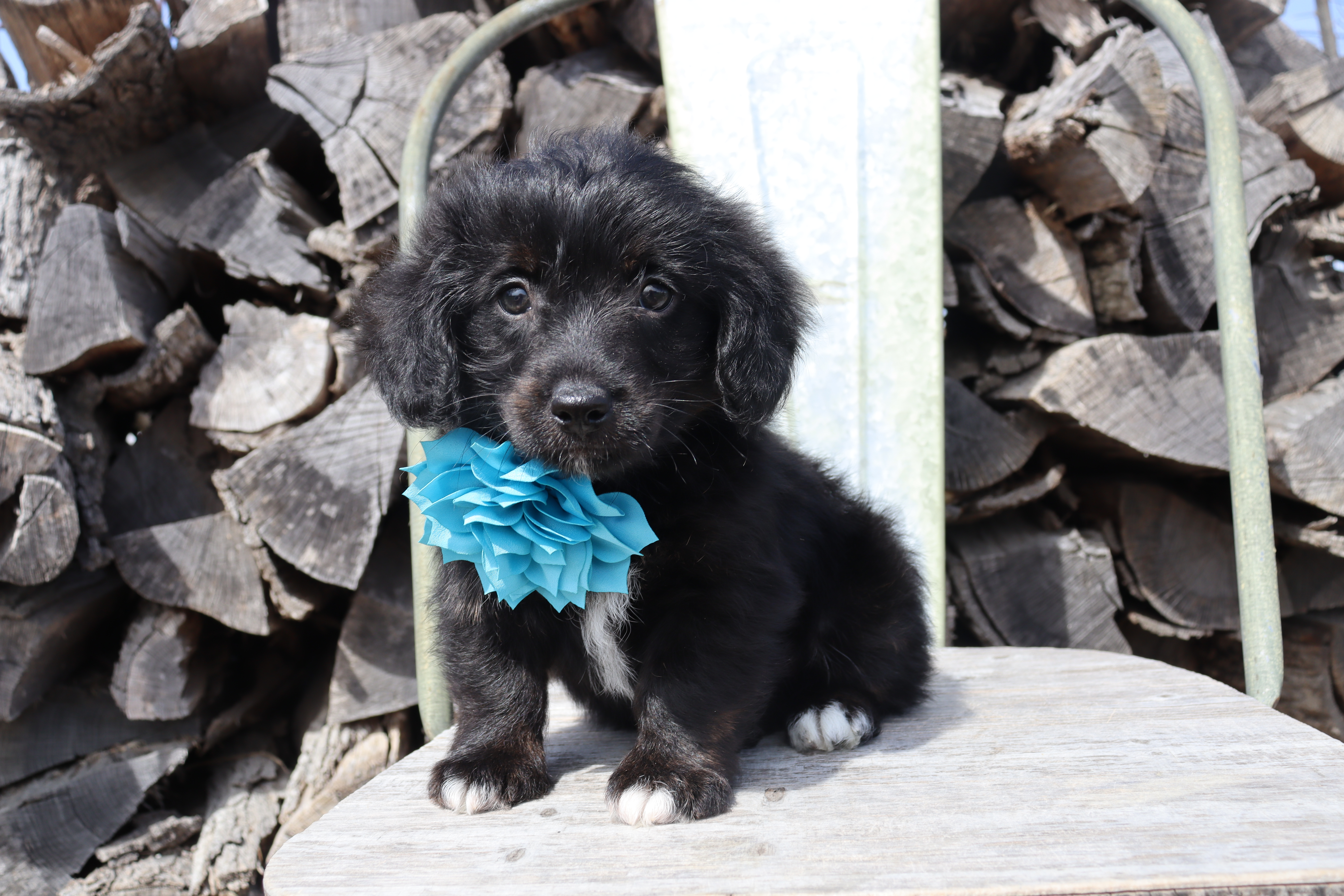 Blue Collar - Tri Girl