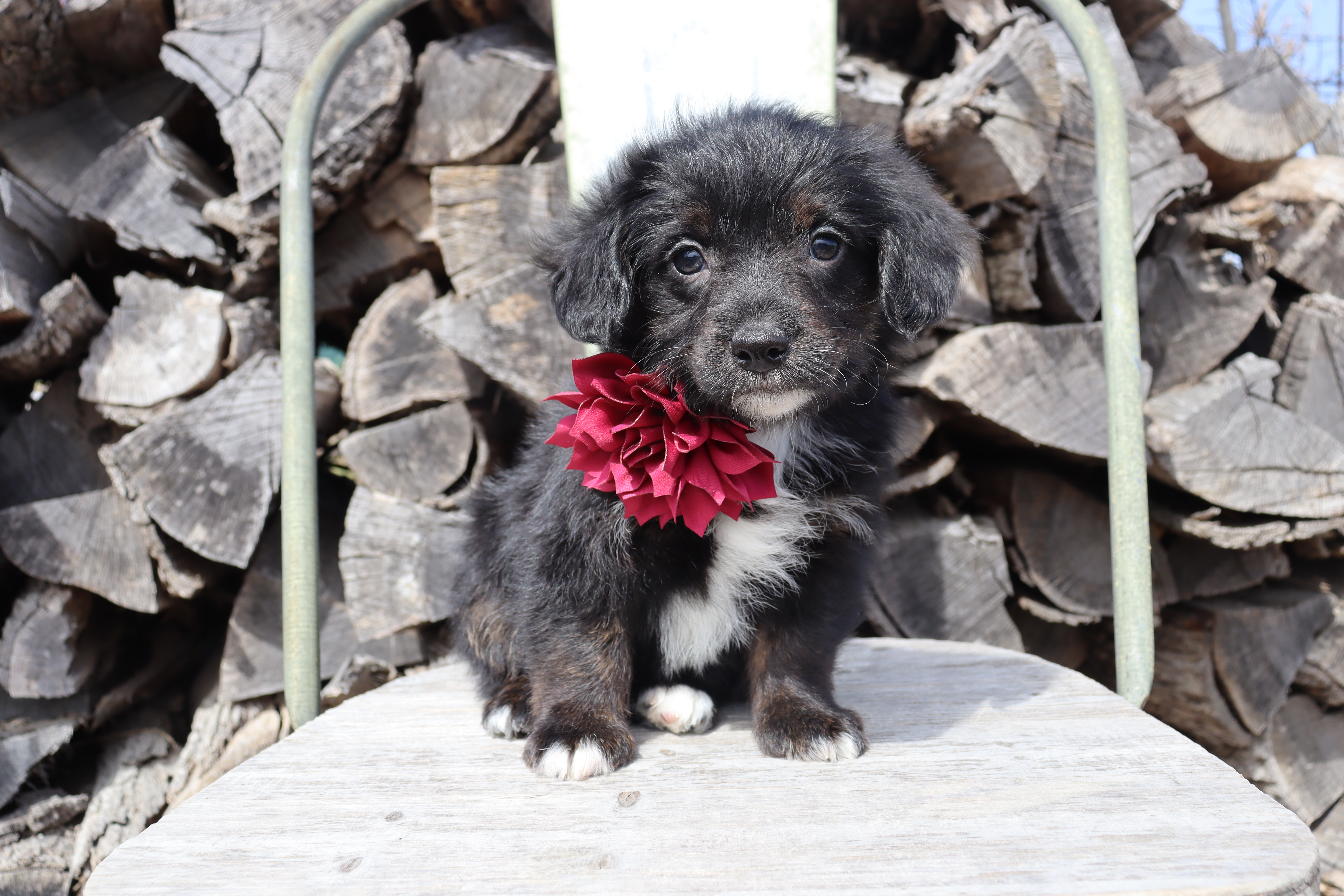 Maroon Collar - Tri Girl