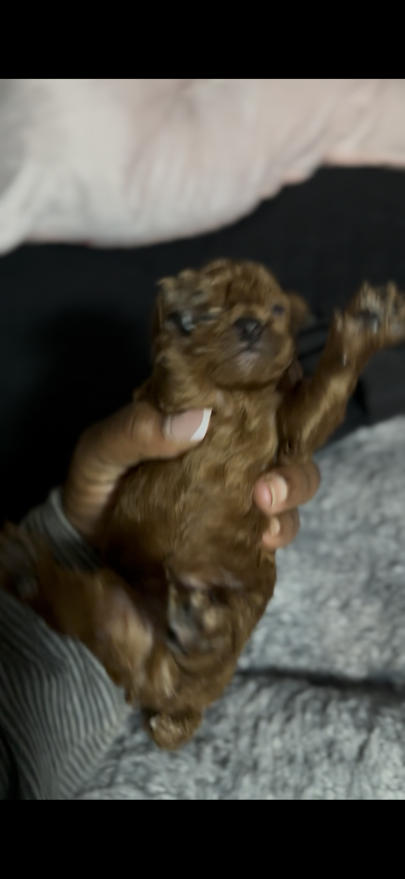 Rowan – Poodle - Toy  puppy for sale in Durham, NC