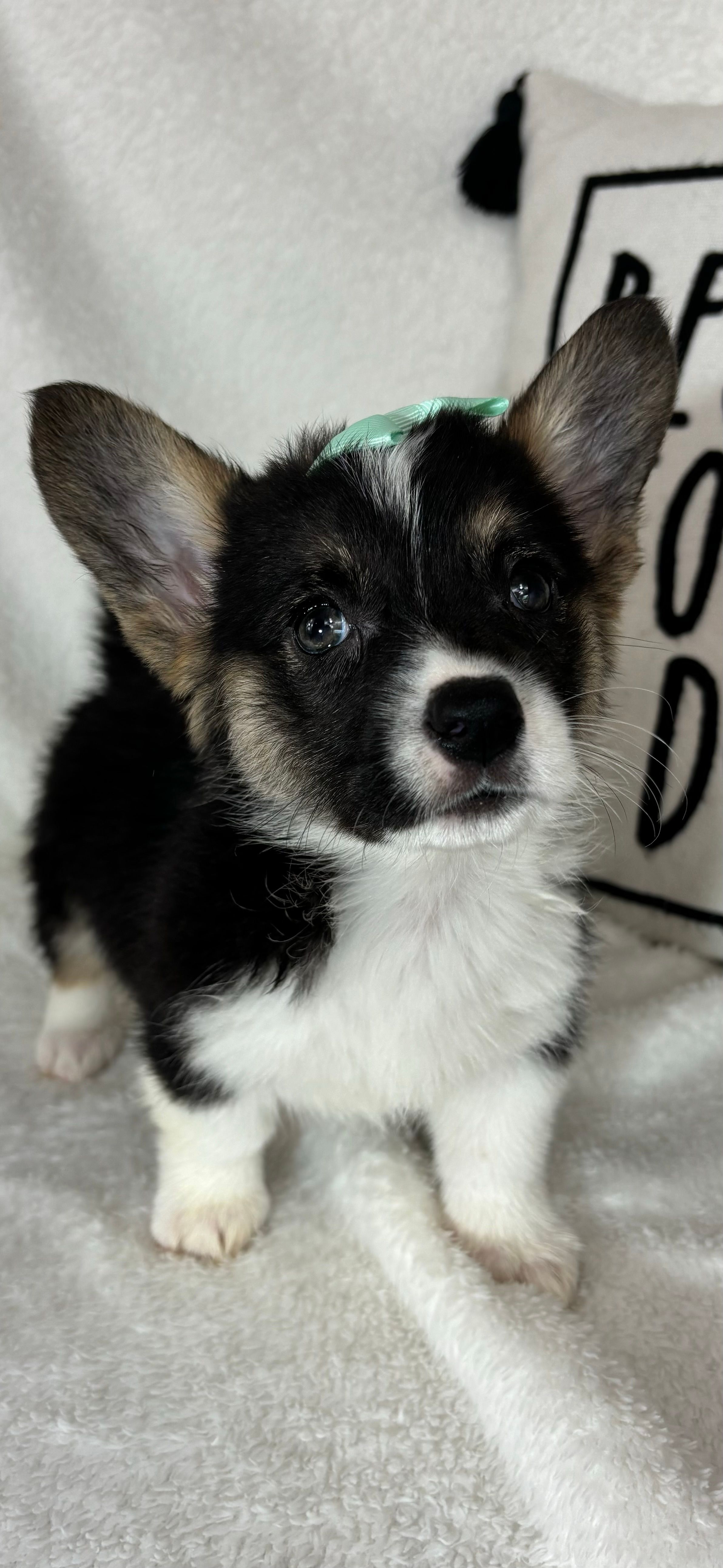 Casey – Pembroke Welsh Corgi puppy for sale in Greenfield, IN