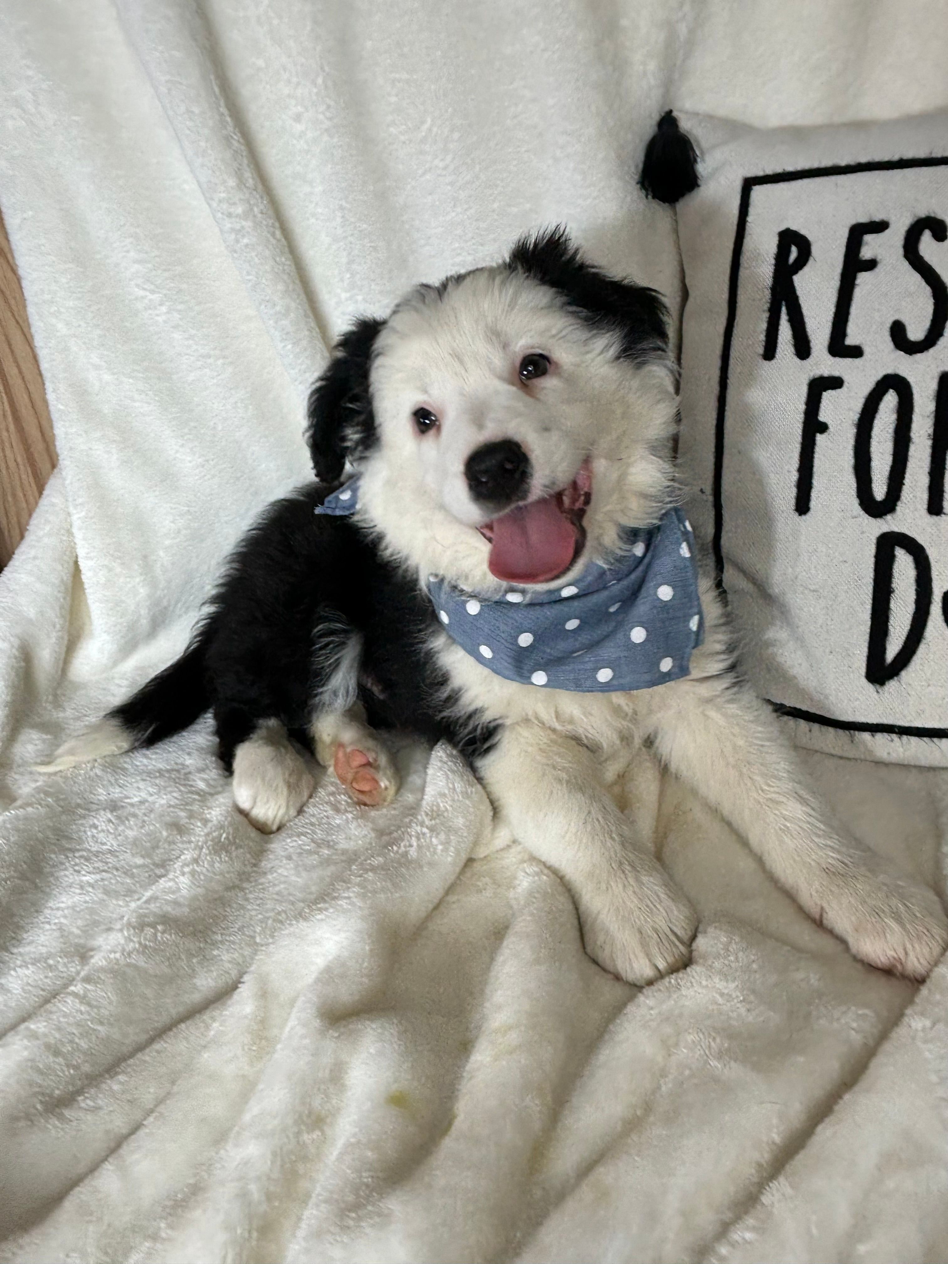 Bentley – Border Collie puppy for sale in Greenfield, IN