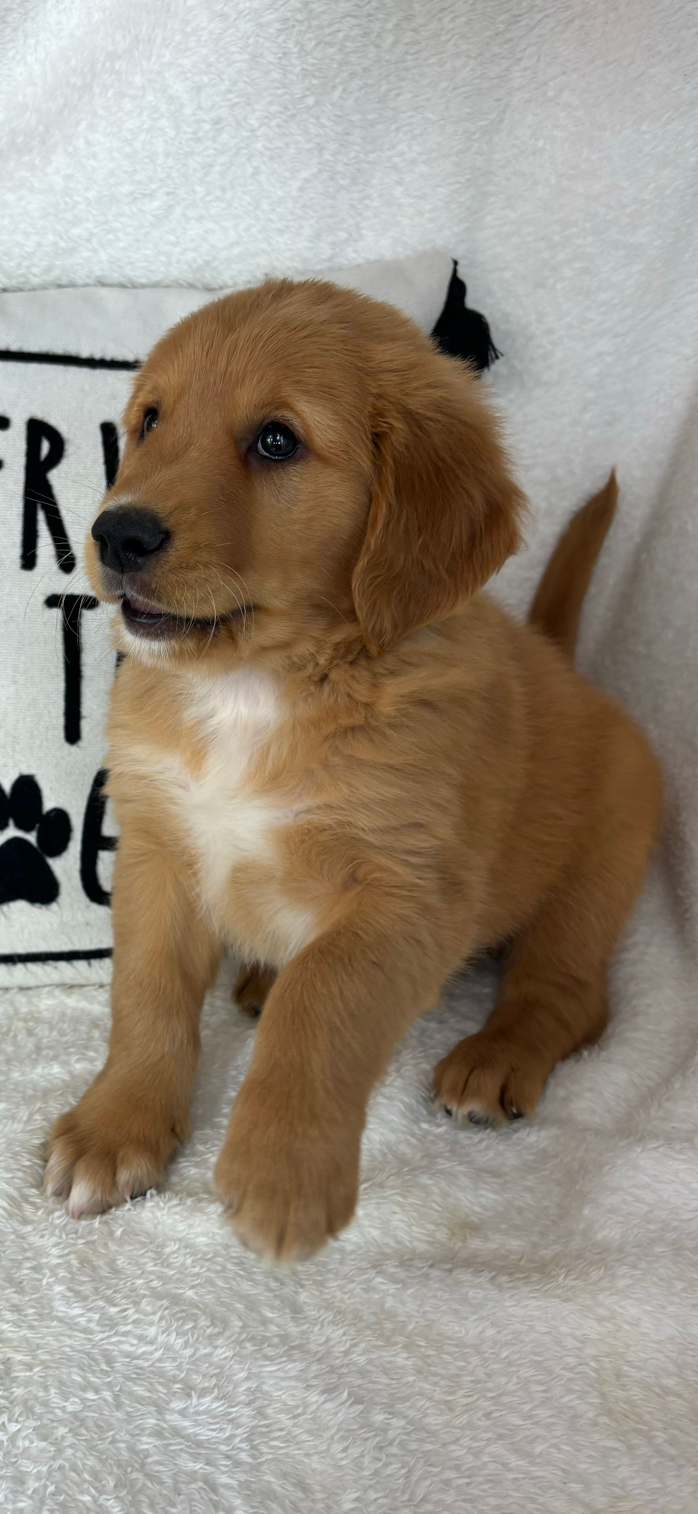 Gizmo – Golden Retriever puppy for sale in Greenfield, IN
