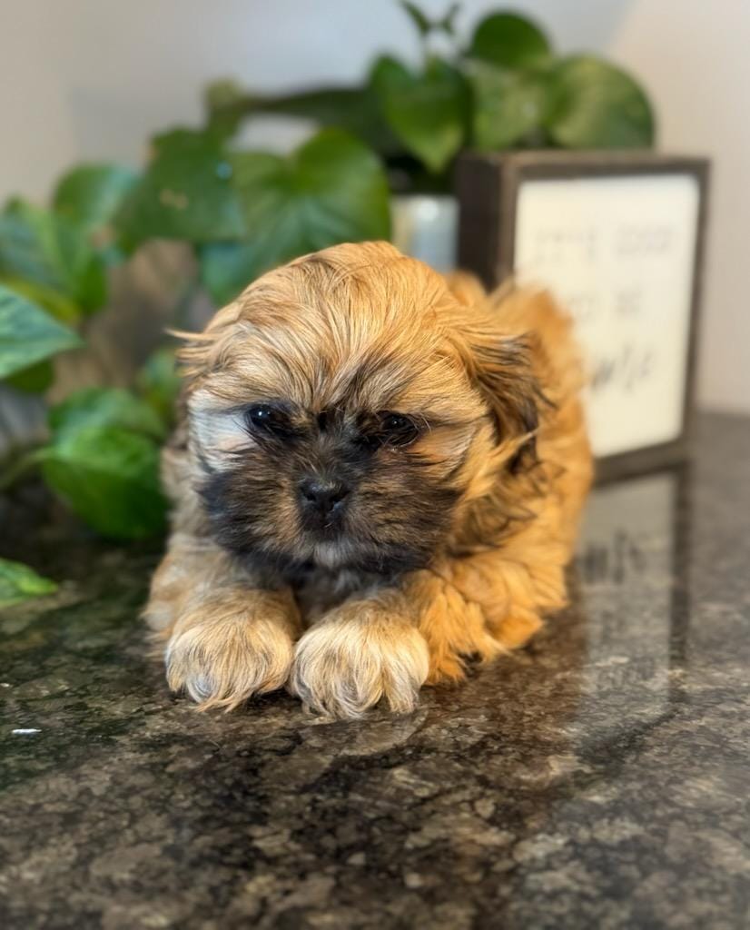 Freida – Shih Tzu puppy for sale in Leetonia, OH
