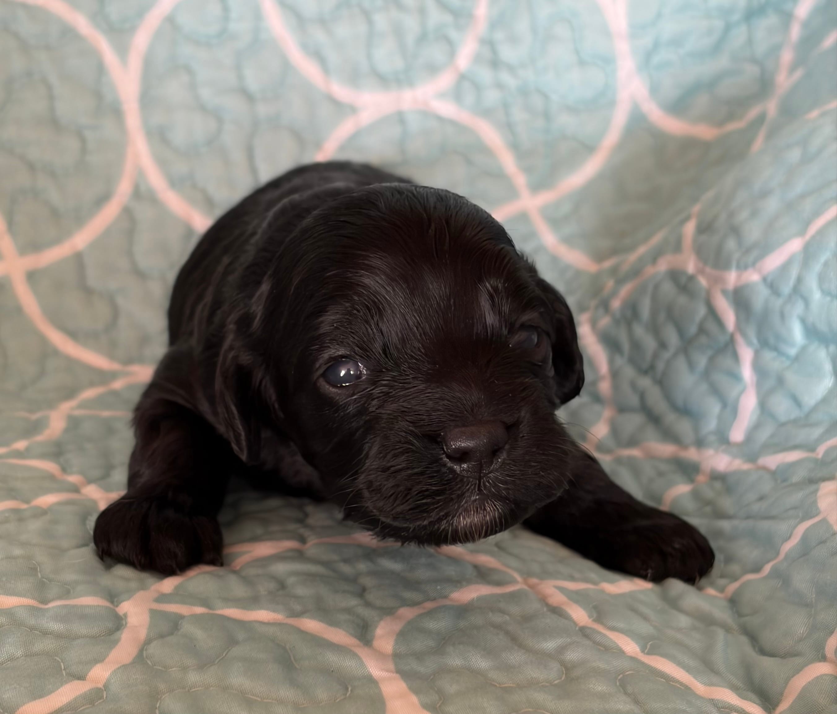 Haley – Cockapoo puppy for sale in Claremore, OK