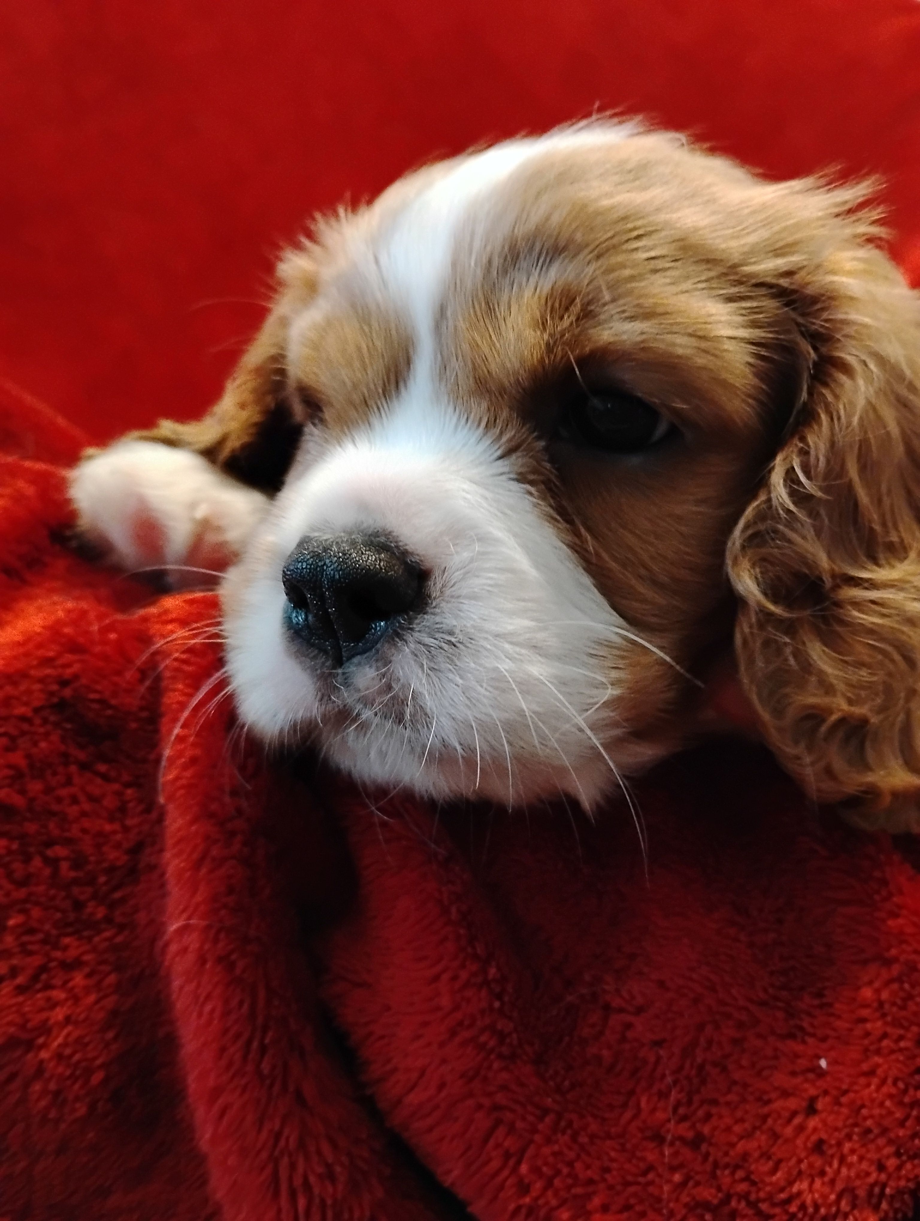 Dexter – Cavalier King Charles Spaniel puppy for sale in Glencoe, KY