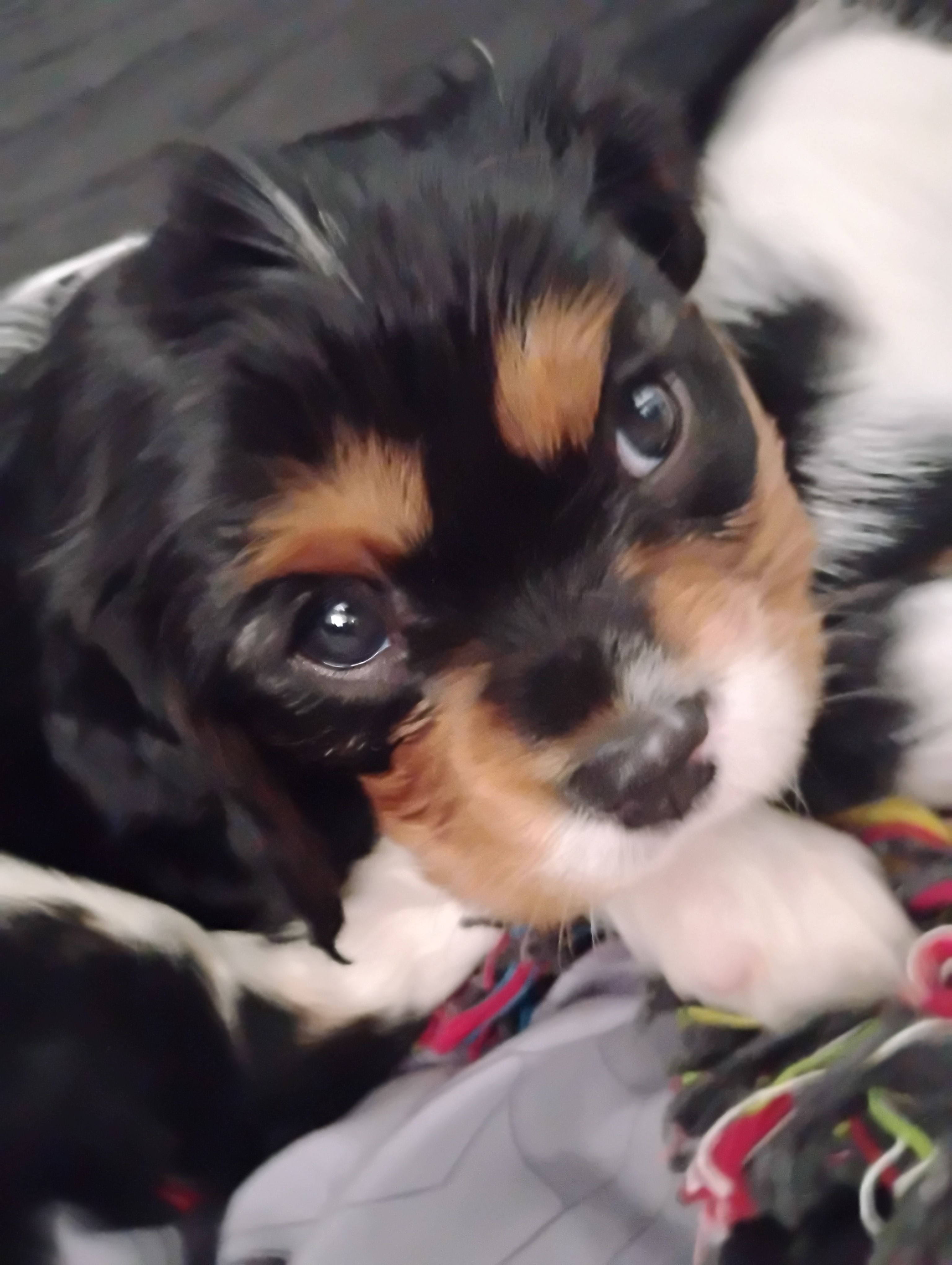 Toby – Cavalier King Charles Spaniel puppy for sale in Glencoe, KY