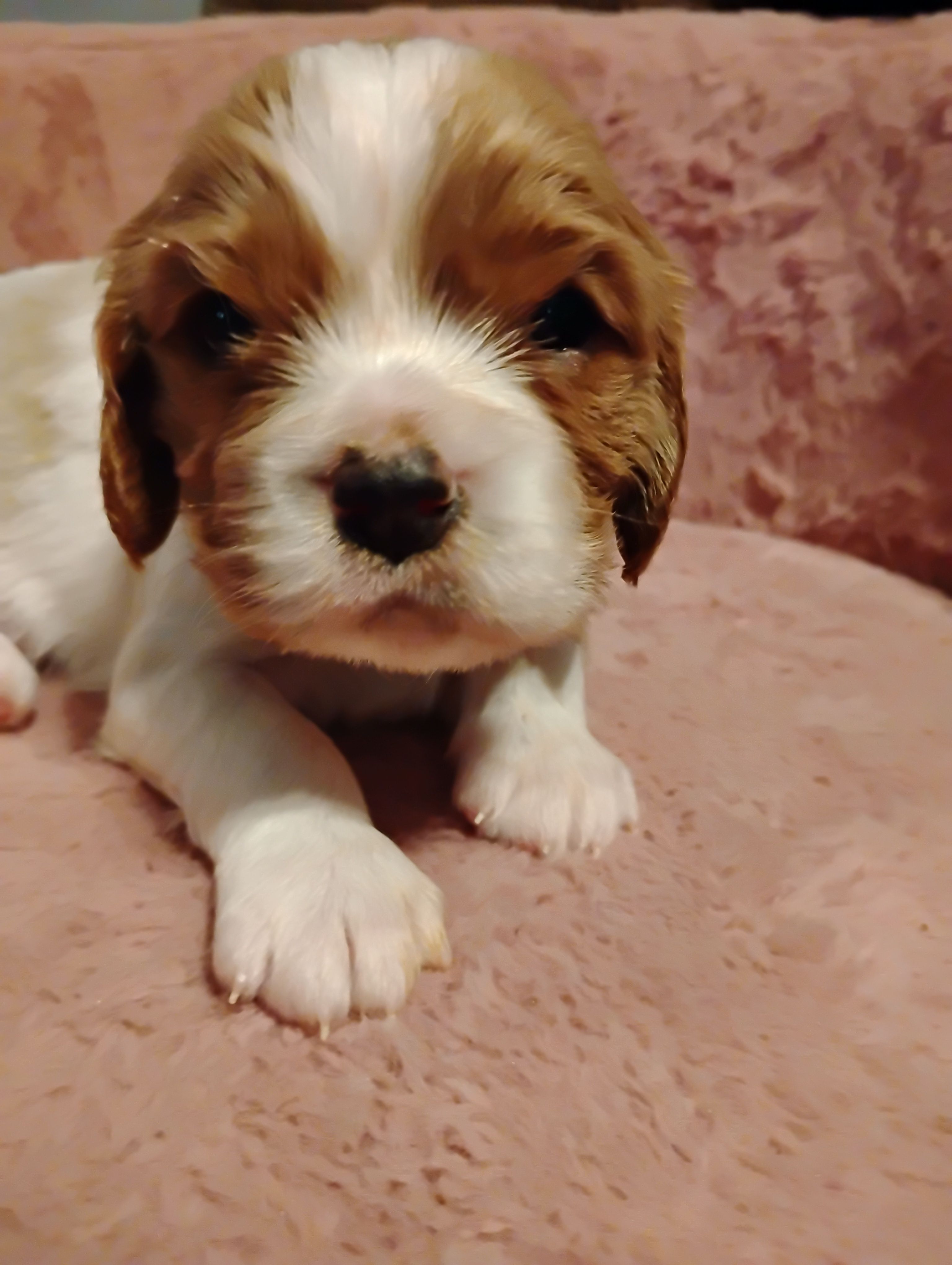 Dexter – Cavalier King Charles Spaniel puppy for sale in Glencoe, KY