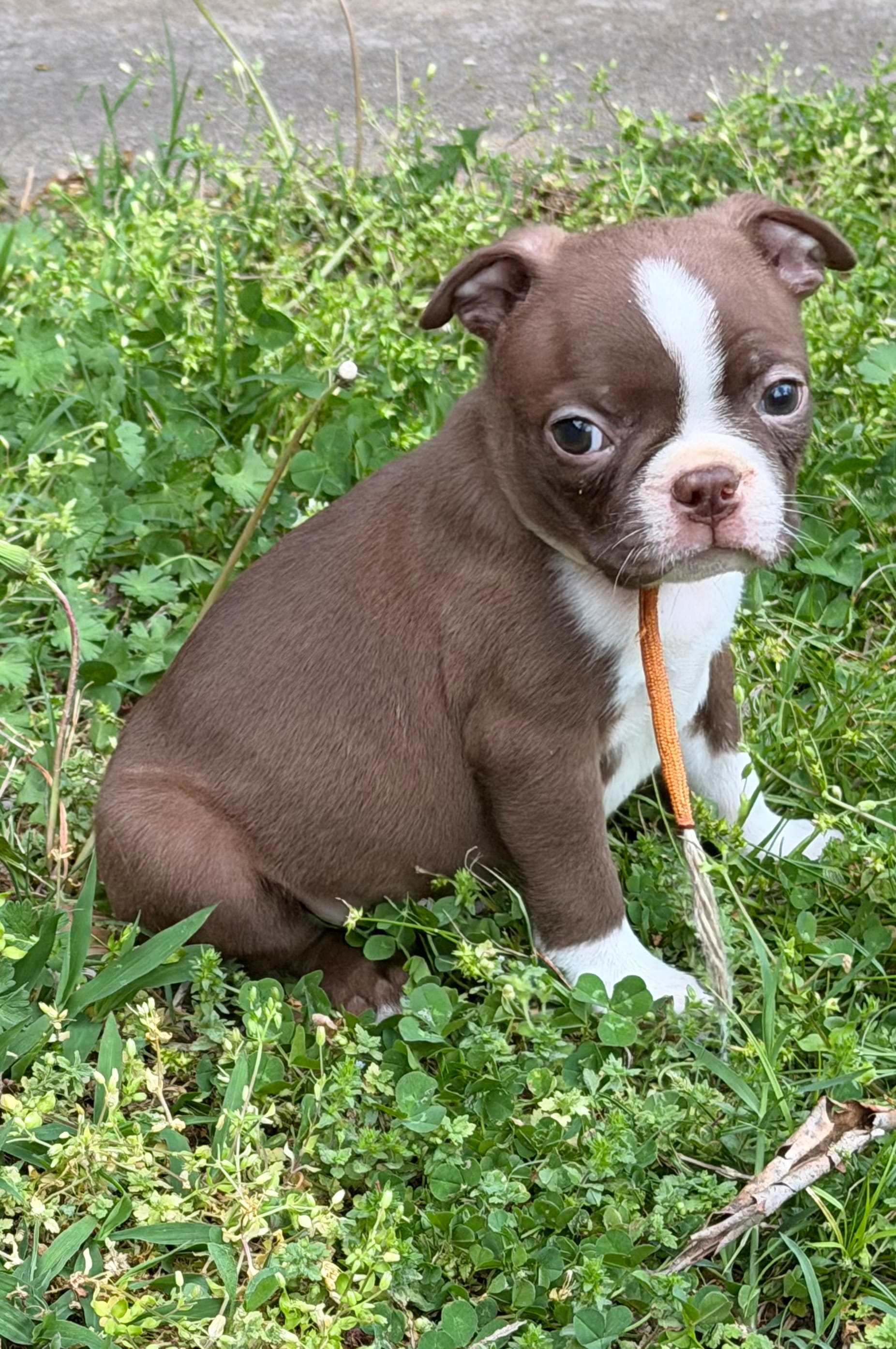 Winston – Boston Terrier puppy for sale in Sarcoxie, MO
