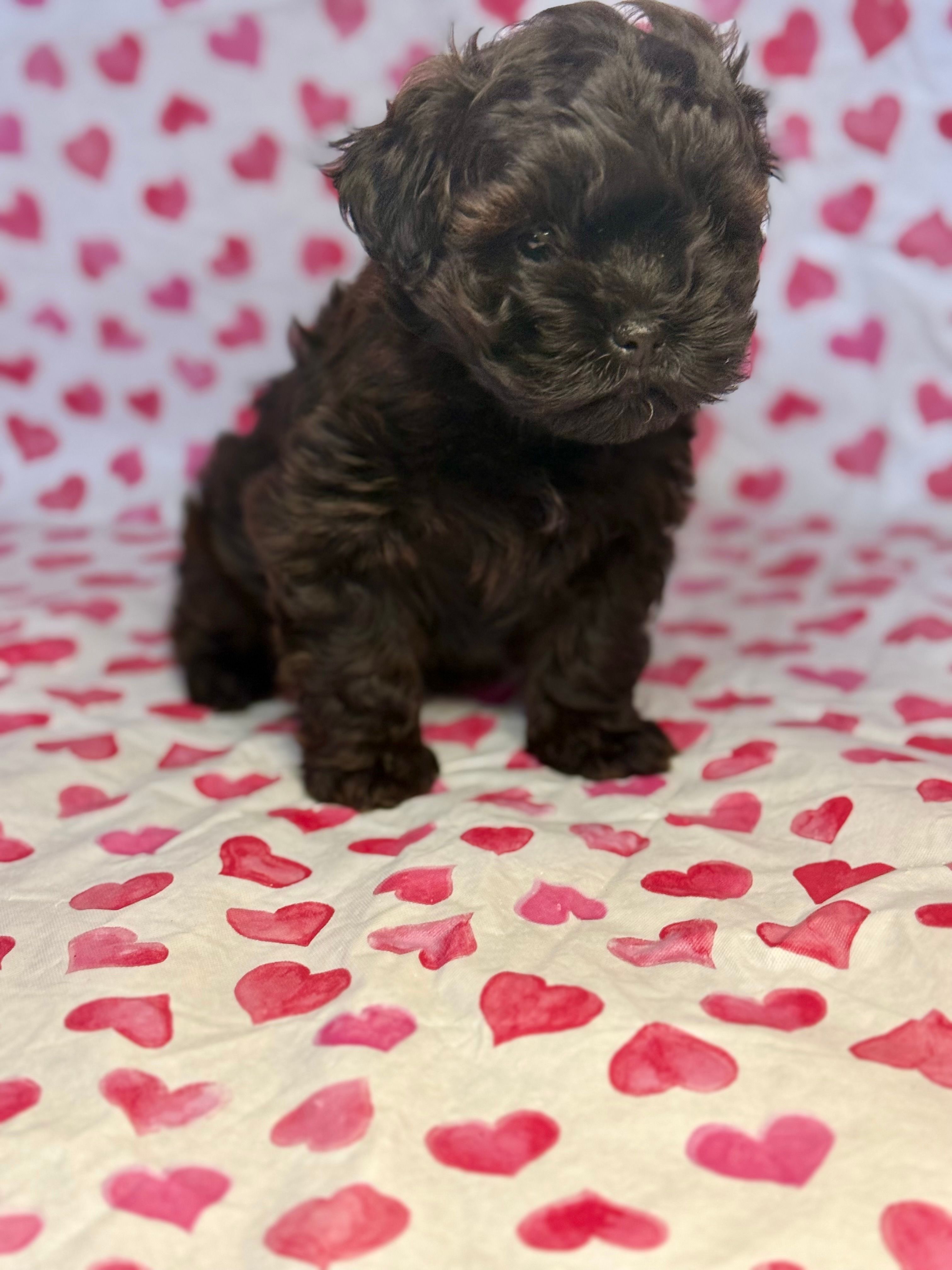 Ivy – Shih Tzu, Poodle - Toy  puppy for sale in Lewisburg, KY