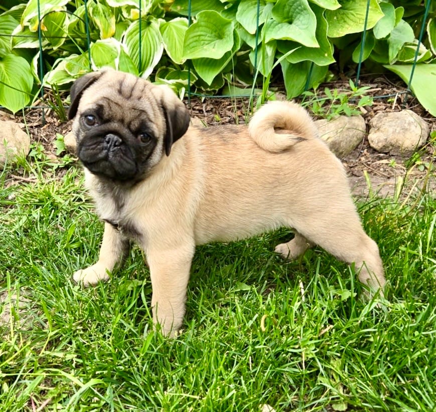 AKC Dave Champion Bloodlines  – Pug puppy for sale in Delavan, WI