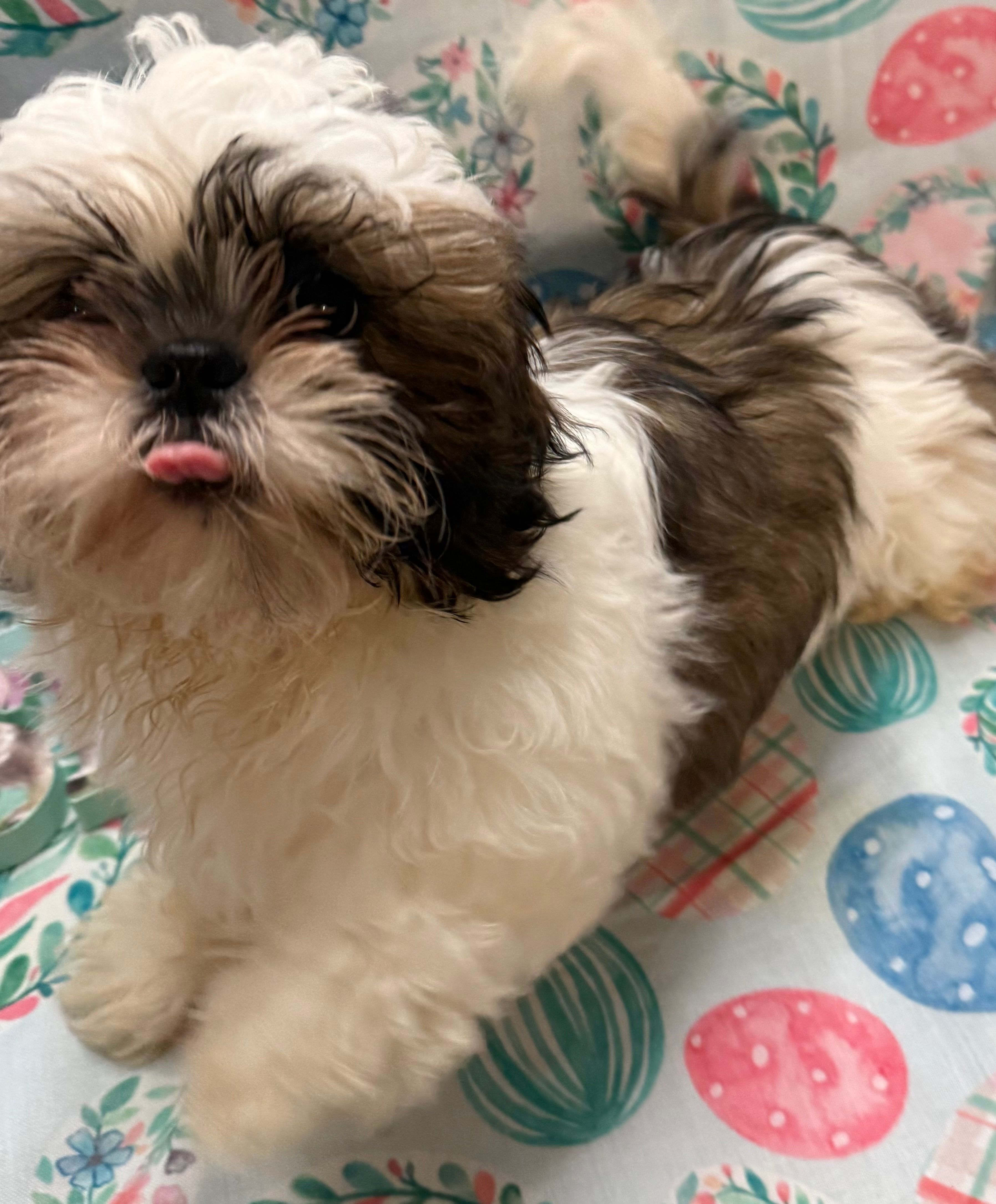 Axle – Shih Tzu puppy for sale in Hillsville, VA