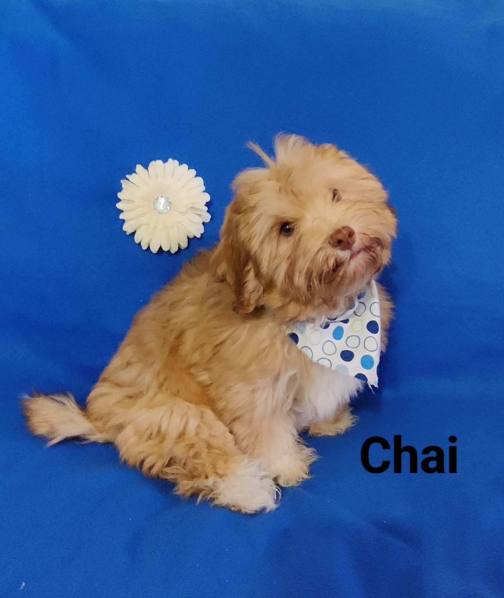 AKC Chai – Havanese puppy for sale in Sullivan, IL