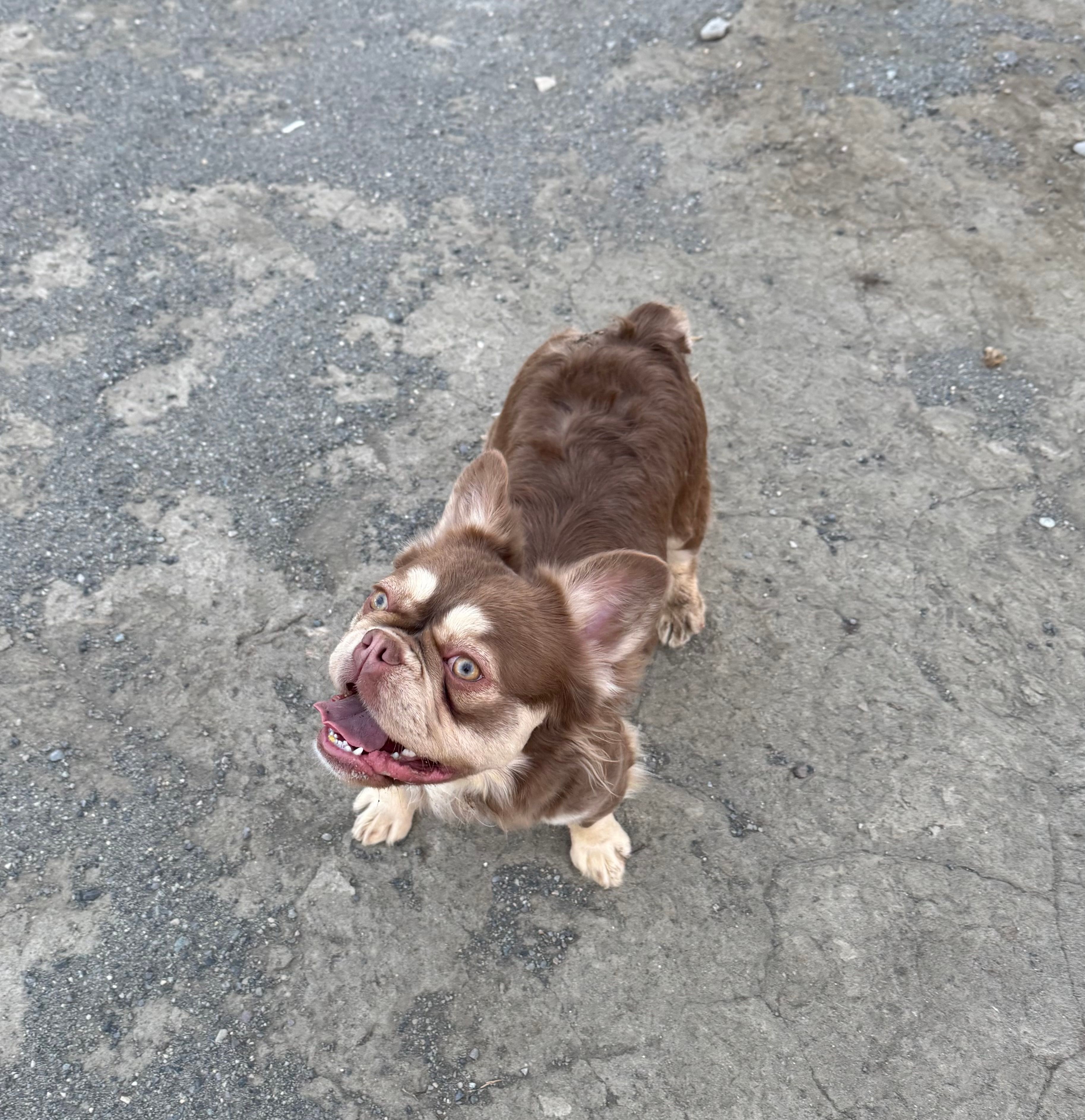 Fancy – French Bulldog puppy for sale in Cody, WY