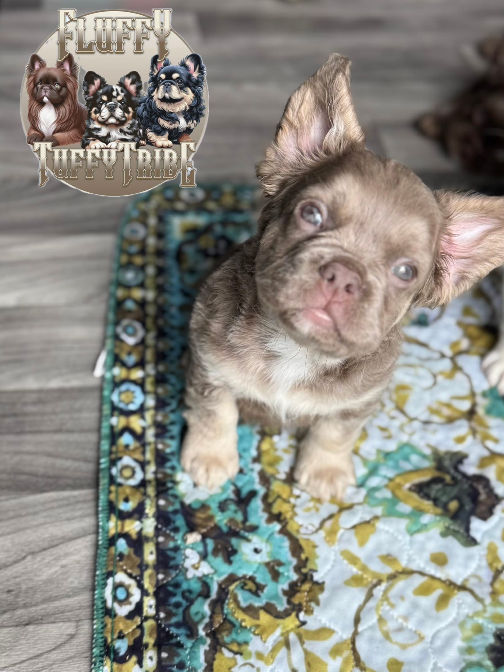 "Shimmer" Isabella & Tan Fluffy  – French Bulldog puppy for sale in Redwood Valley, CA