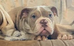 WOW Mable – English Bulldog puppy for sale in Minerva, OH