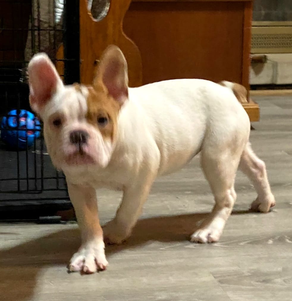 Pixie – English Bulldog, French Bulldog puppy for sale in Minerva, OH