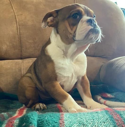 Wow little Ruby – English Bulldog puppy for sale in Minerva, OH