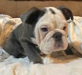 Frankie – English Bulldog puppy for sale in Minerva, OH