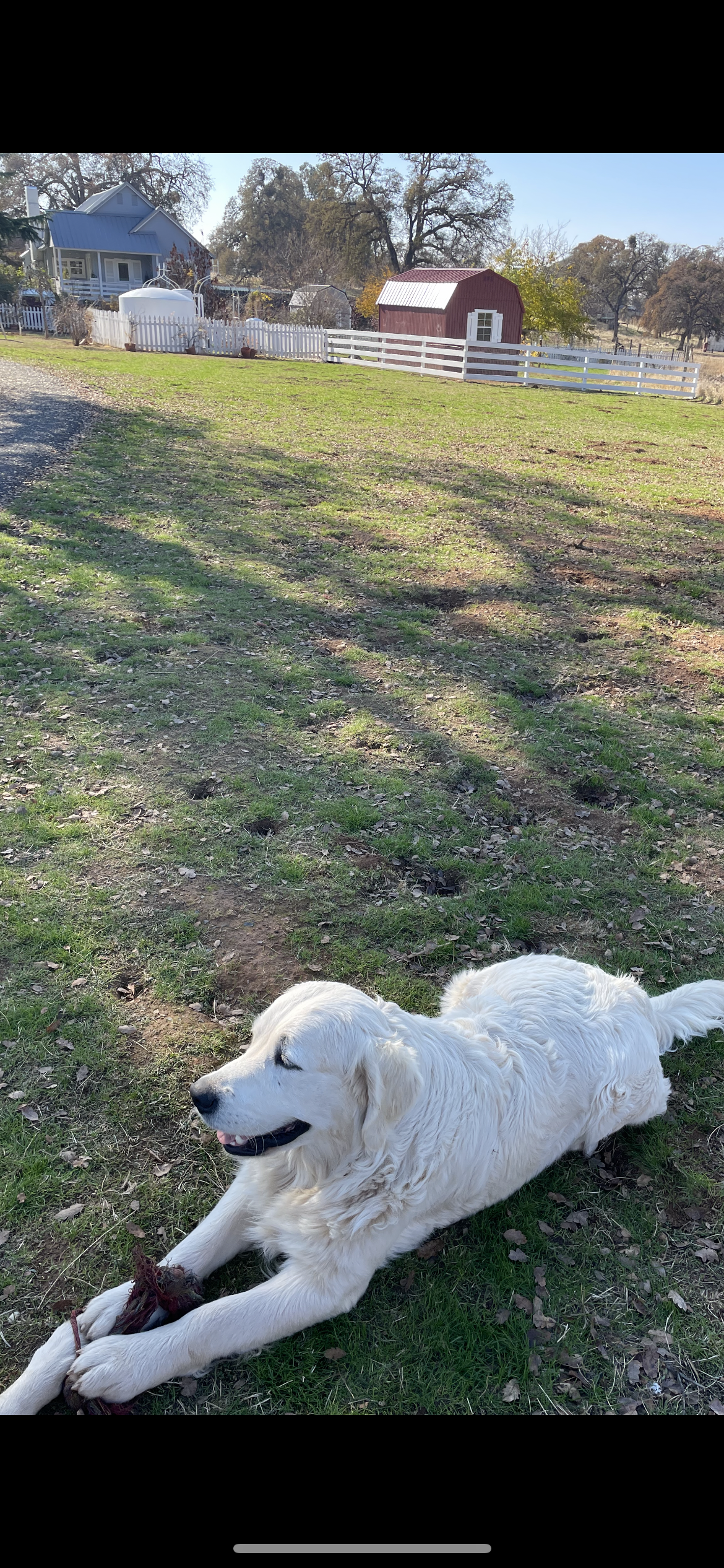 Golden Retriever English Cream , a  Golden Retriever and English Cream Golden Retriever for sale in Modesto, CA – Photo 7 of 7